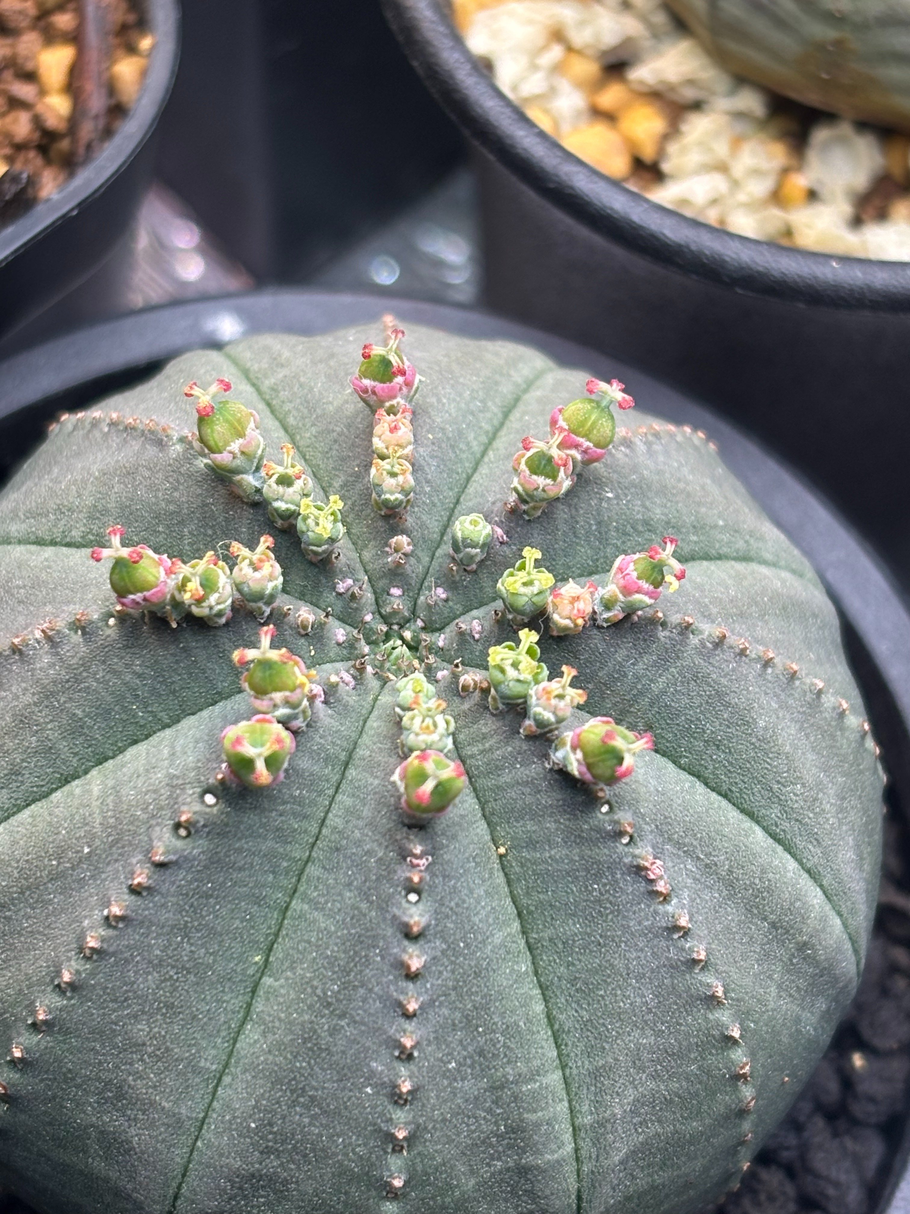 記録]オベサ④の成長記録（長谷川園芸）｜園芸バタフライ