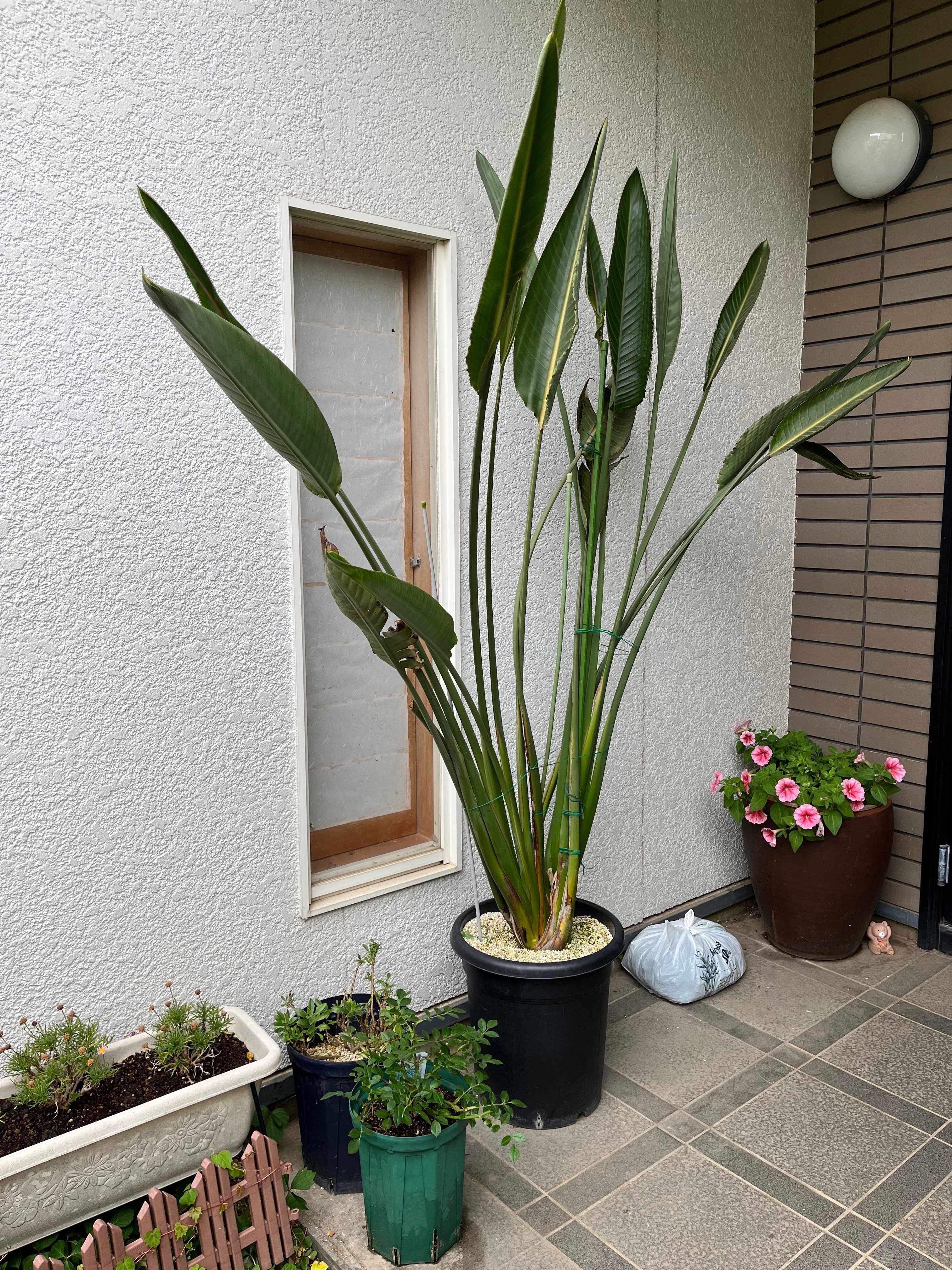 ストレリチア レギネ 〜 極楽鳥花 10｜Strelitzia