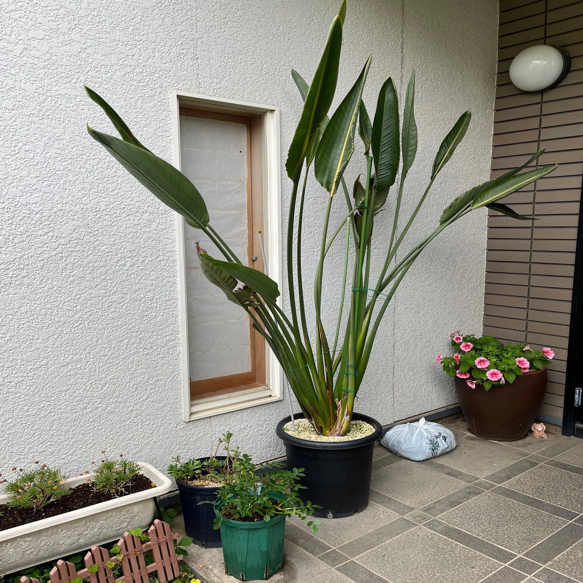 ストレリチア レギネ 〜 極楽鳥花 10｜Strelitzia ストレリチア レギネ 