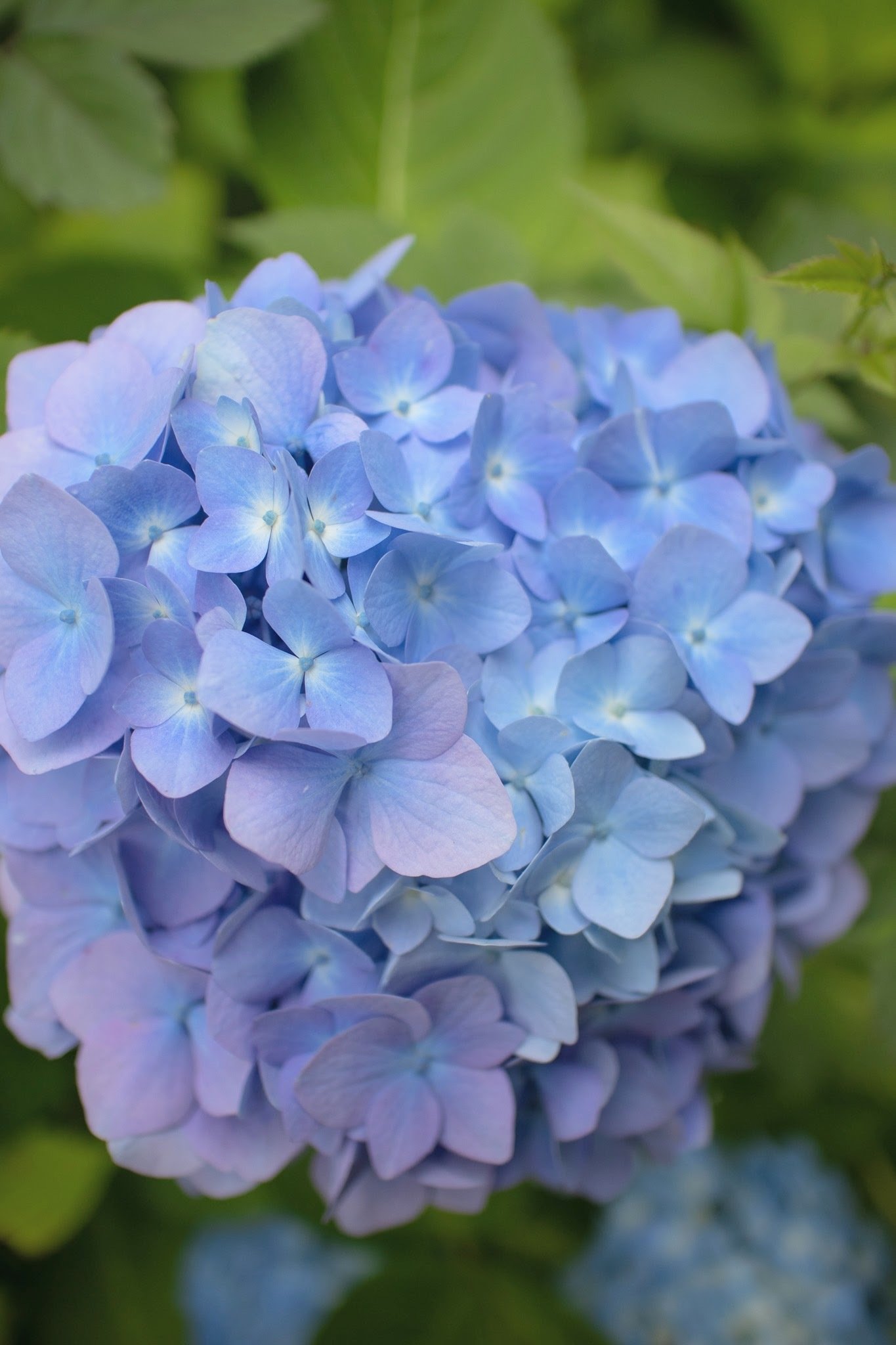 紫陽花2025｜miyu / 花と写真