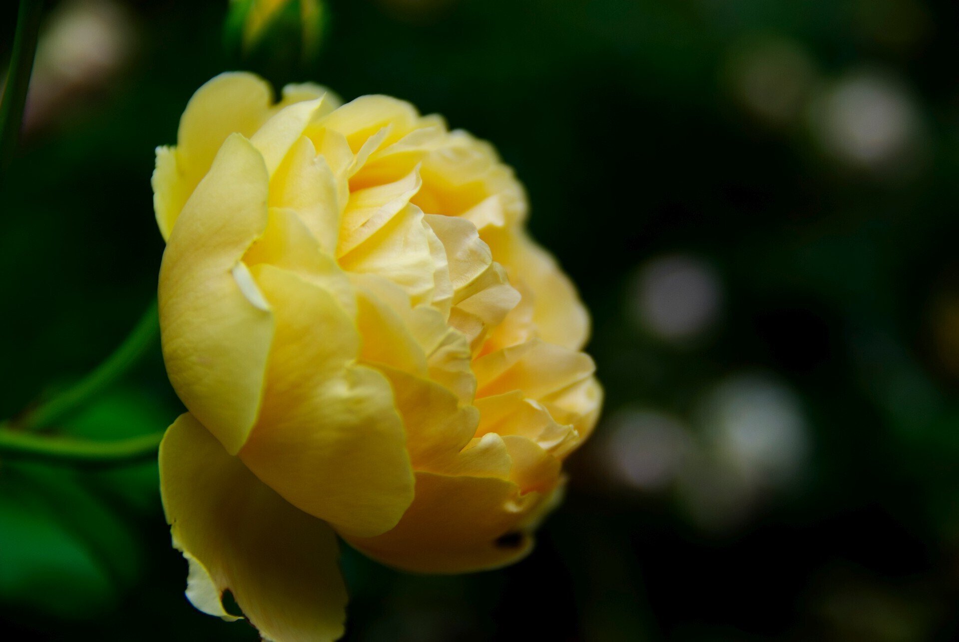 大阪城公園で知らないあじさい園を見つけた (K200D / smc PENTAX-DA