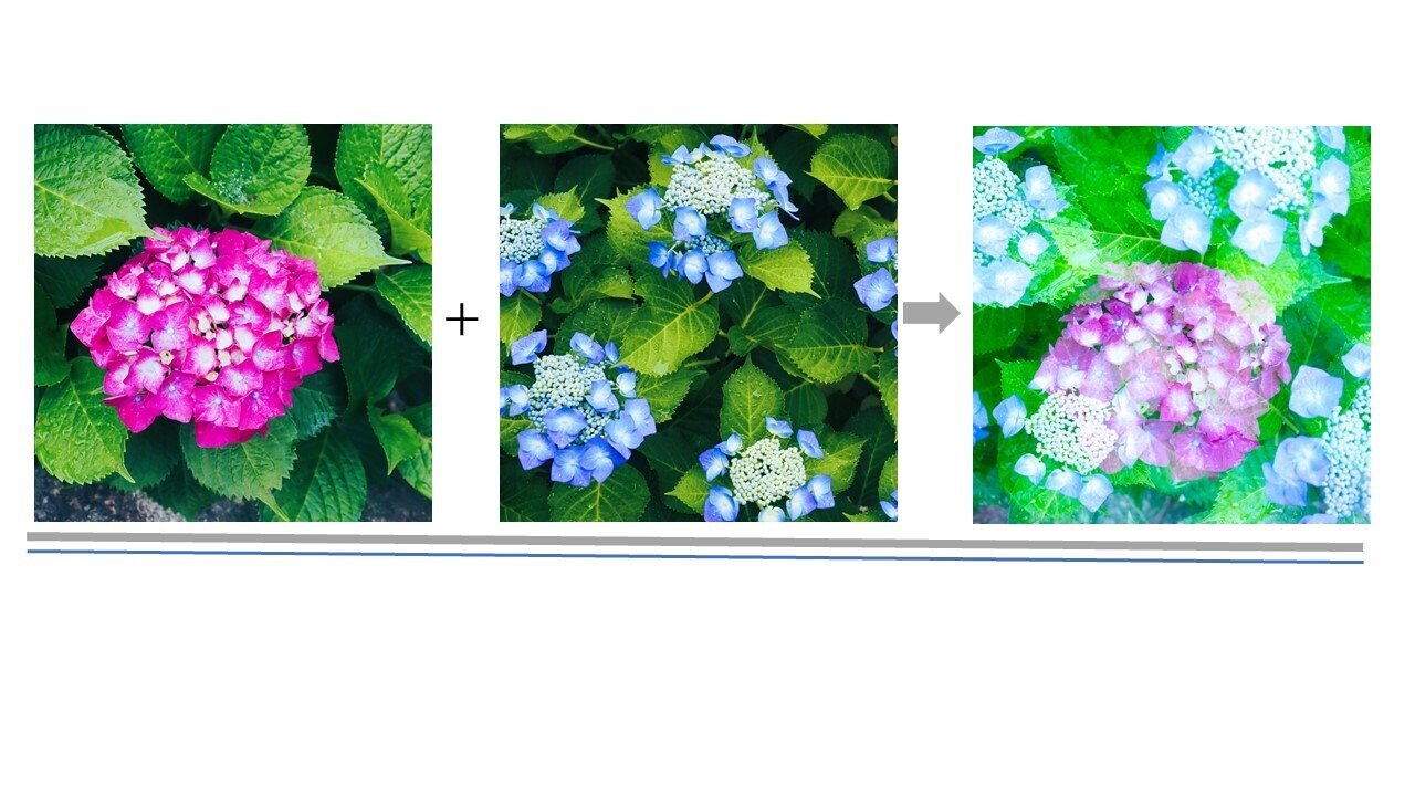 夏の夕 カヤの外は アジサイの花  夏らしい日本画版画47センチ×22センチ 紫陽花 」 日本画 アジサイには色々な品種があって… 梅雨の季節