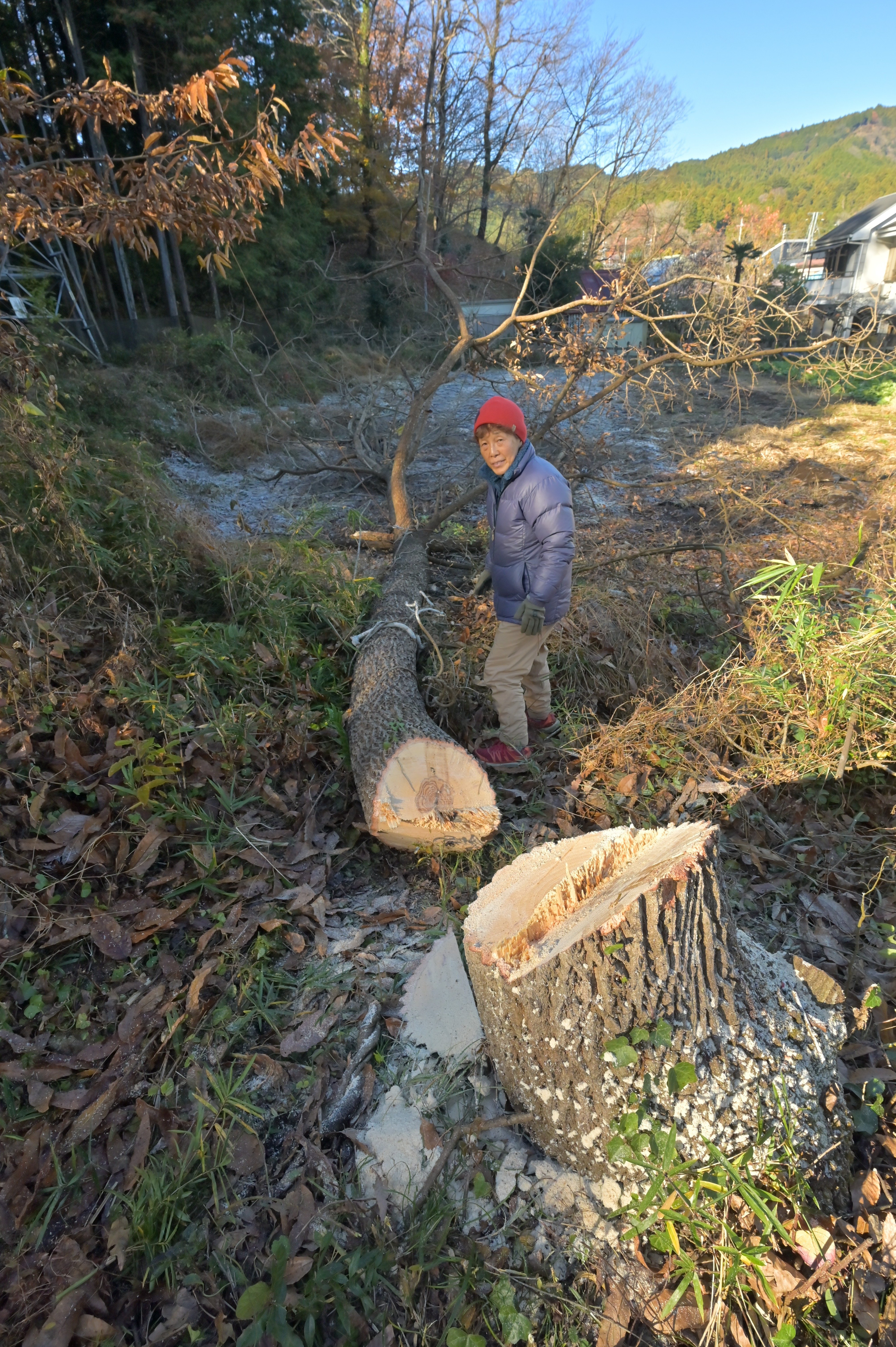 クヌギ倒木 1m前後ほどにカット済 現場で搬出できる方 クヌギ倒木 1m