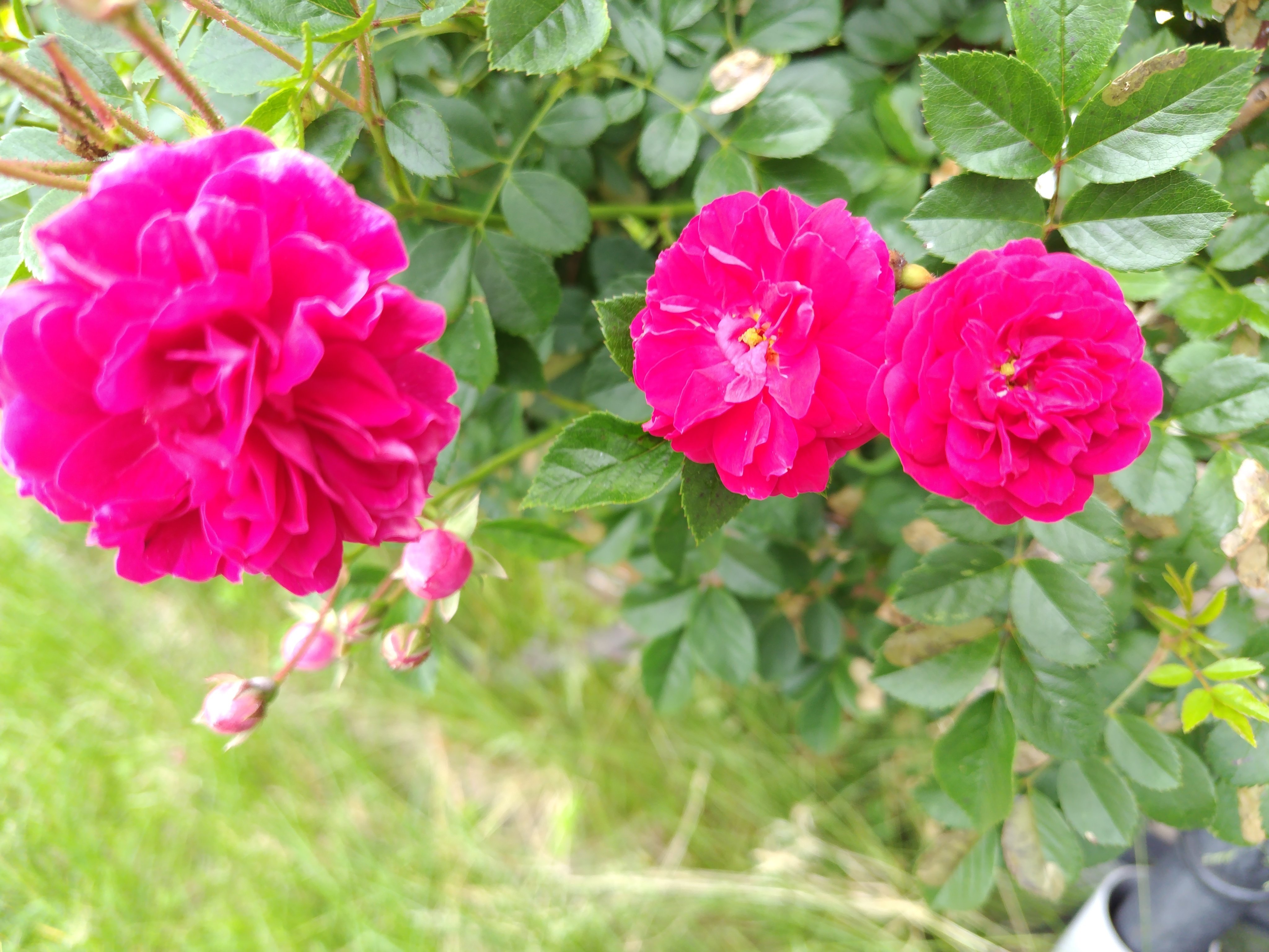 今日の花#22 バラ🌹薔薇🌹ばら｜ジャスミンティータイム