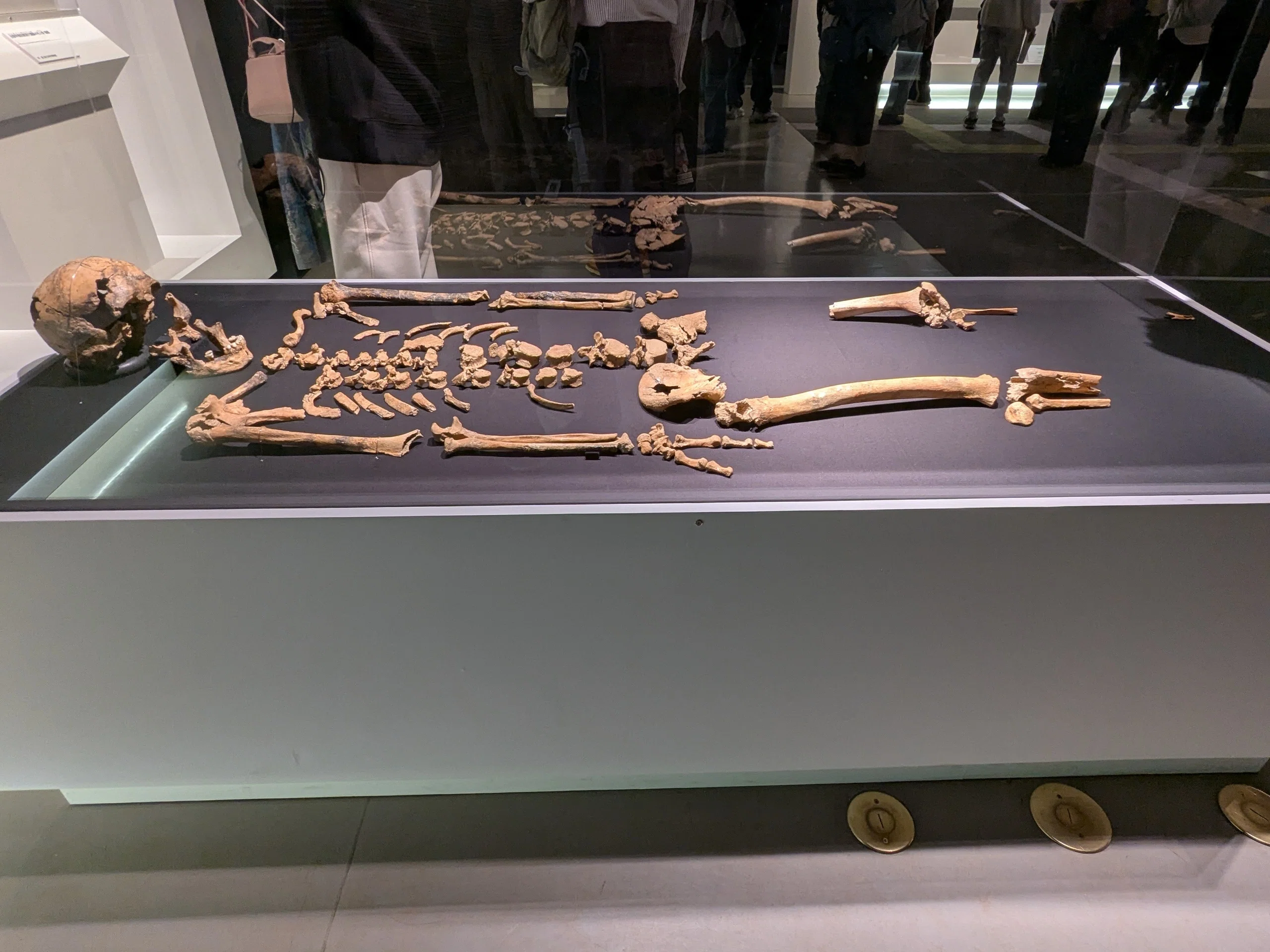 新たな発見に満ちた「古代DNA」展｜水上伊織