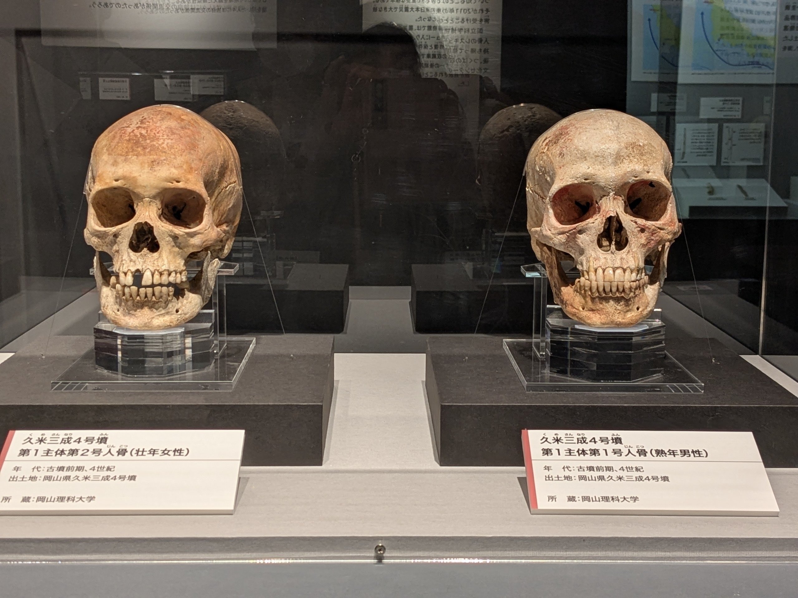 新たな発見に満ちた「古代DNA」展｜水上伊織