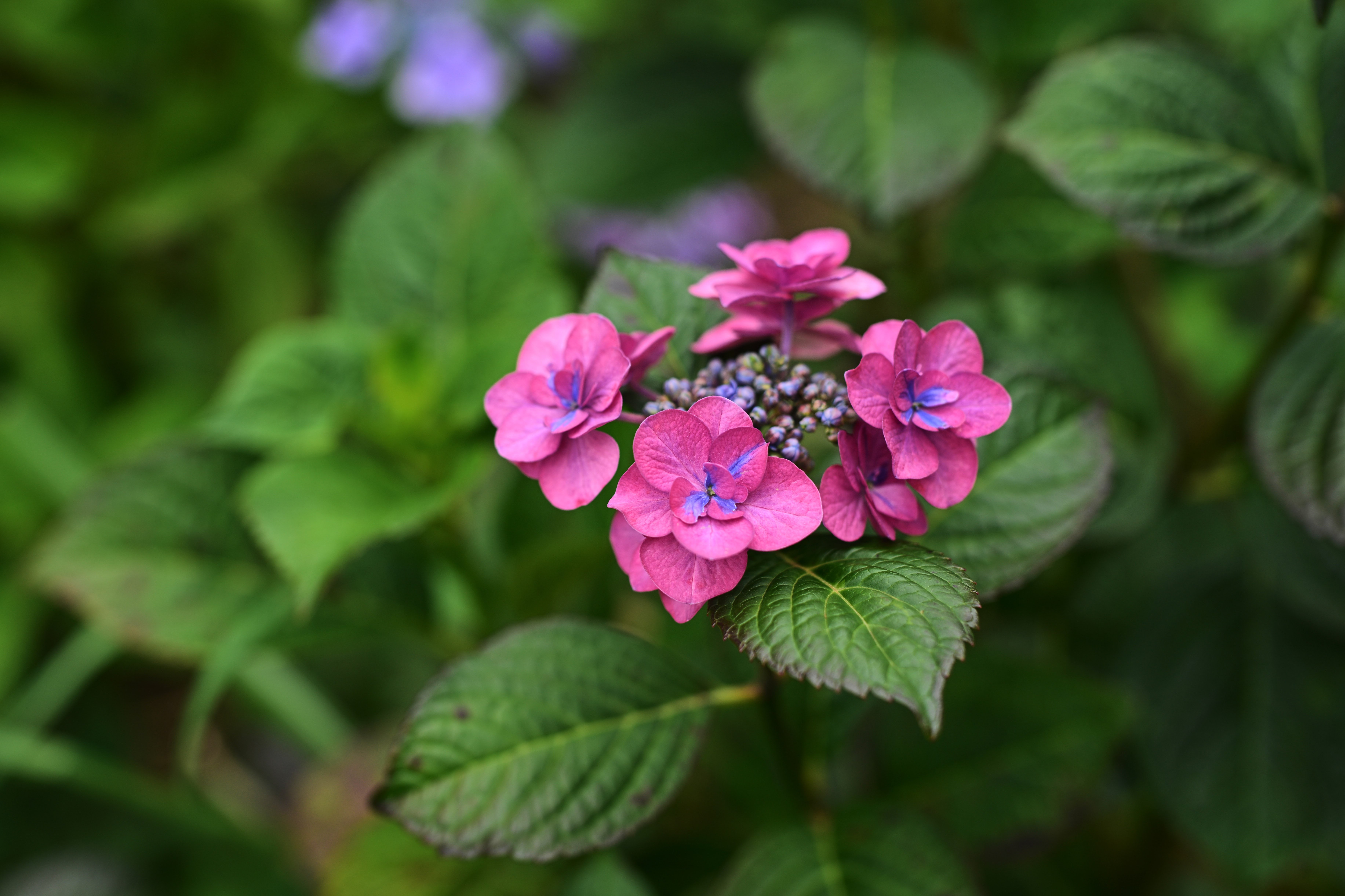 紫陽花 紫陽花 『鏡花水月』 （キョウカスイゲツ）八重咲き | すべての