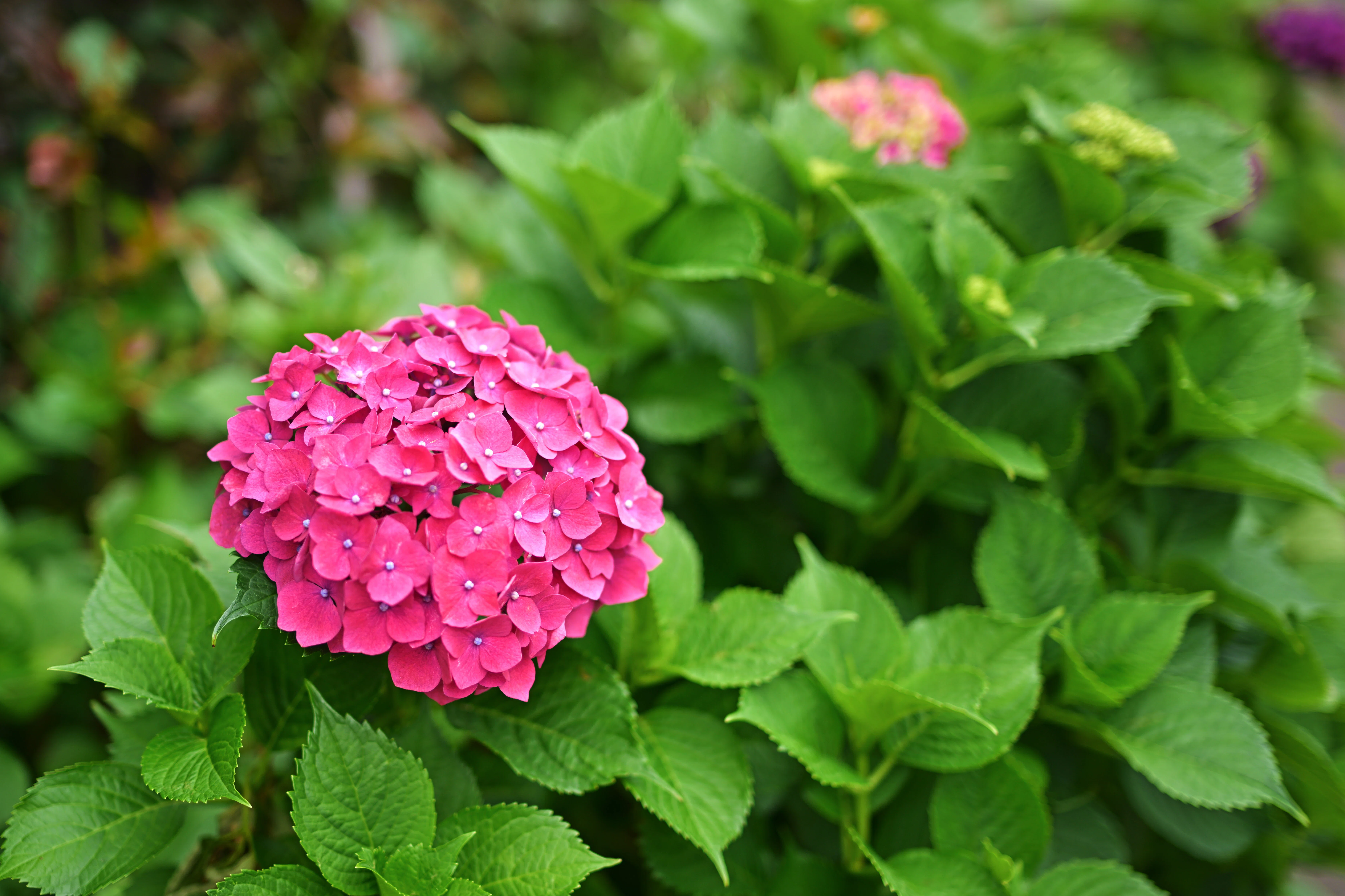 紫陽花 紫陽花 （Z9 ： Opera 50mm F1.4 FF）｜シェル
