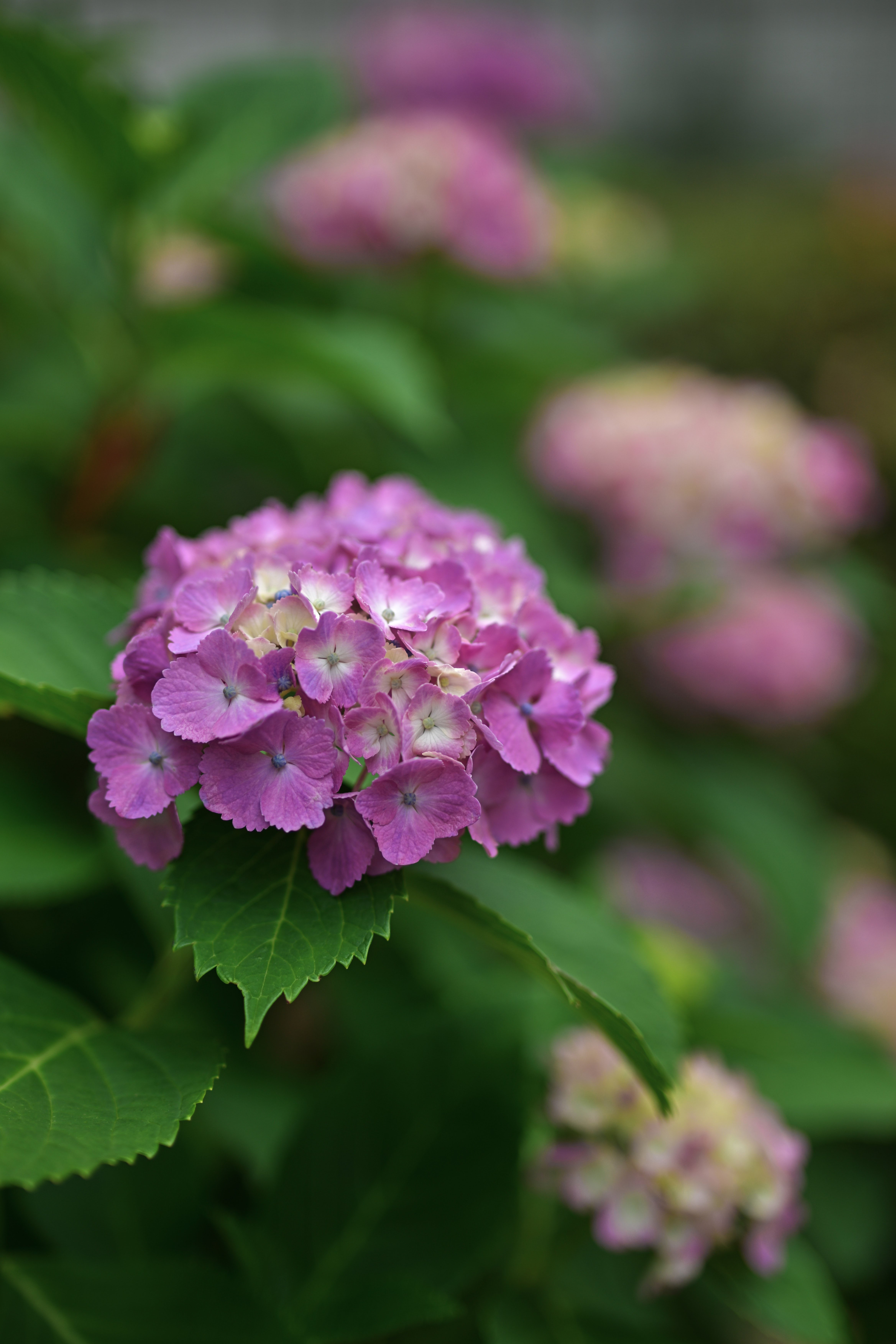 紫陽花 紫陽花 （Z9 ： Opera 50mm F1.4 FF）｜シェル