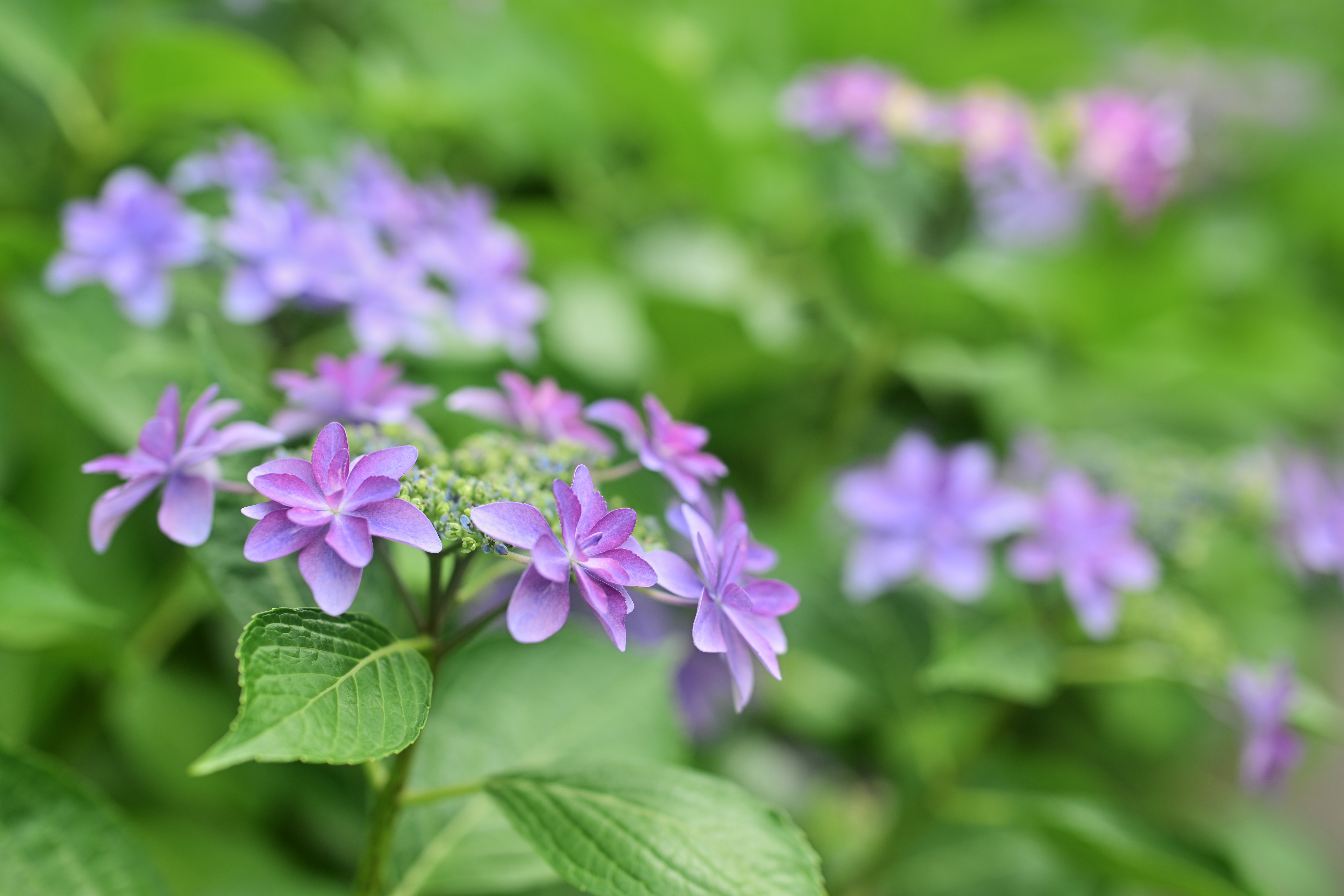 紫陽花 紫陽花 （Z9 ： Opera 50mm F1.4 FF）｜シェル
