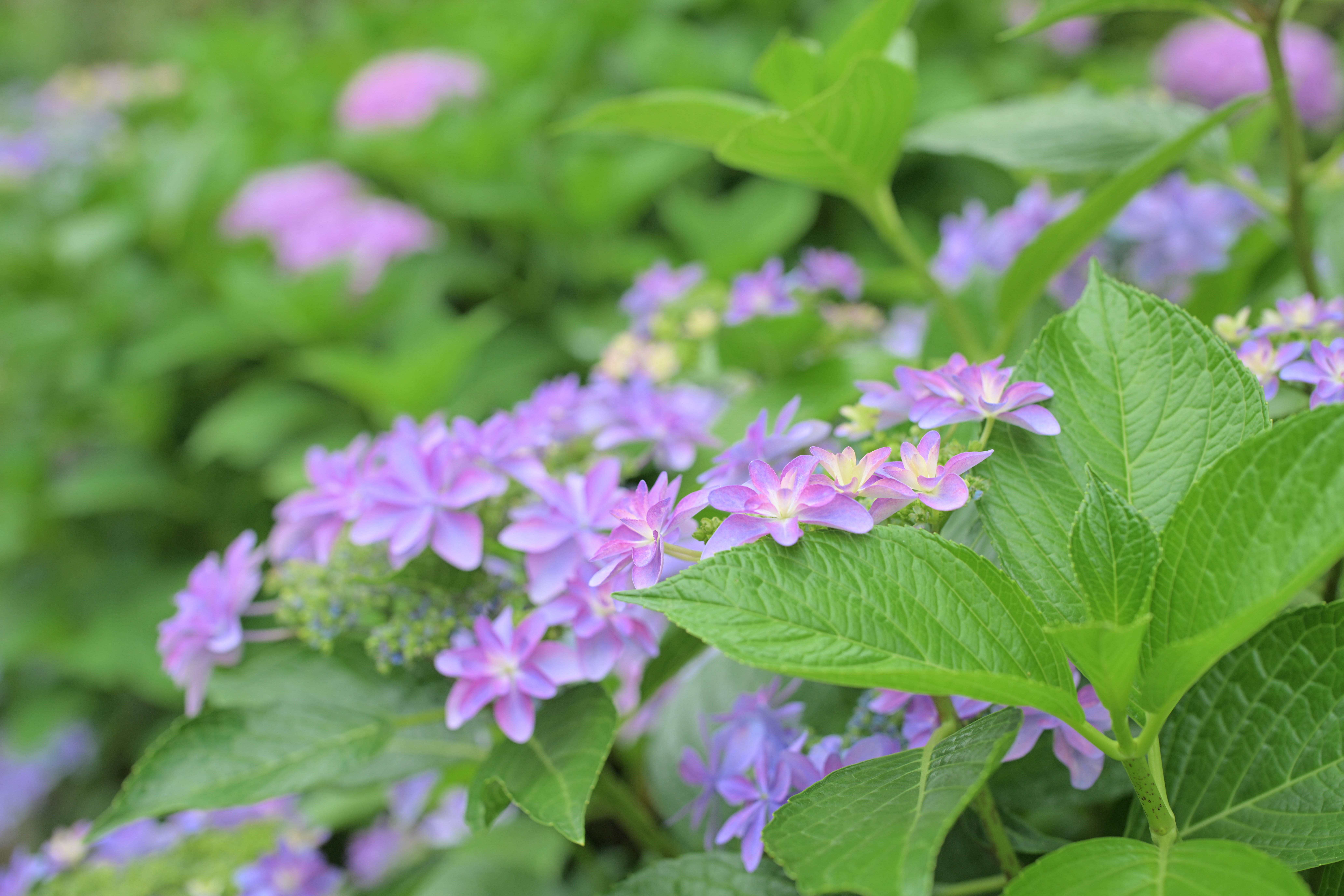 紫陽花 （Z9 ： Opera 50mm F1.4 FF）｜シェル