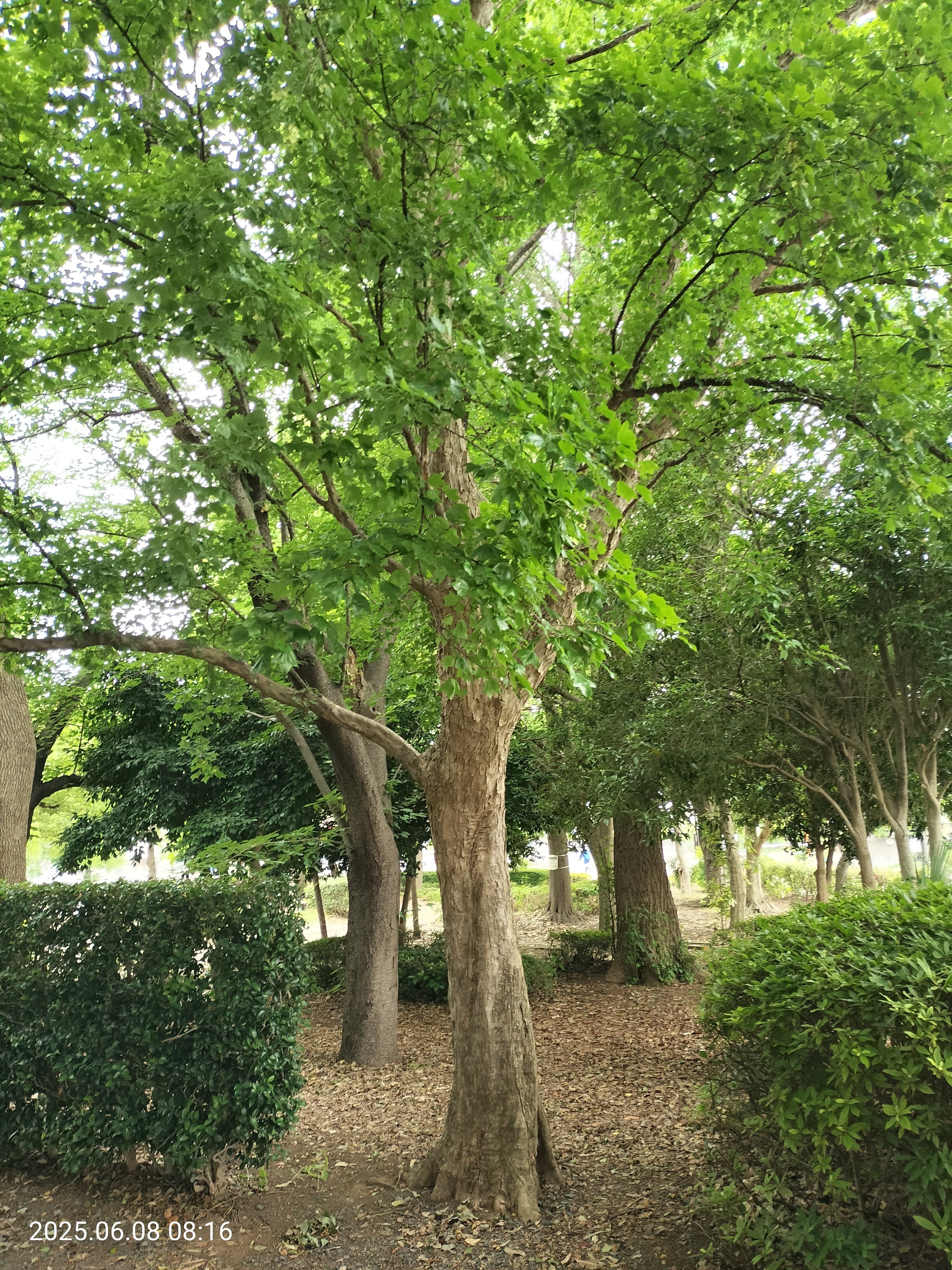 ㉓公園の樹木、名前わかりますか？ ⇒トウカエデ｜katashito