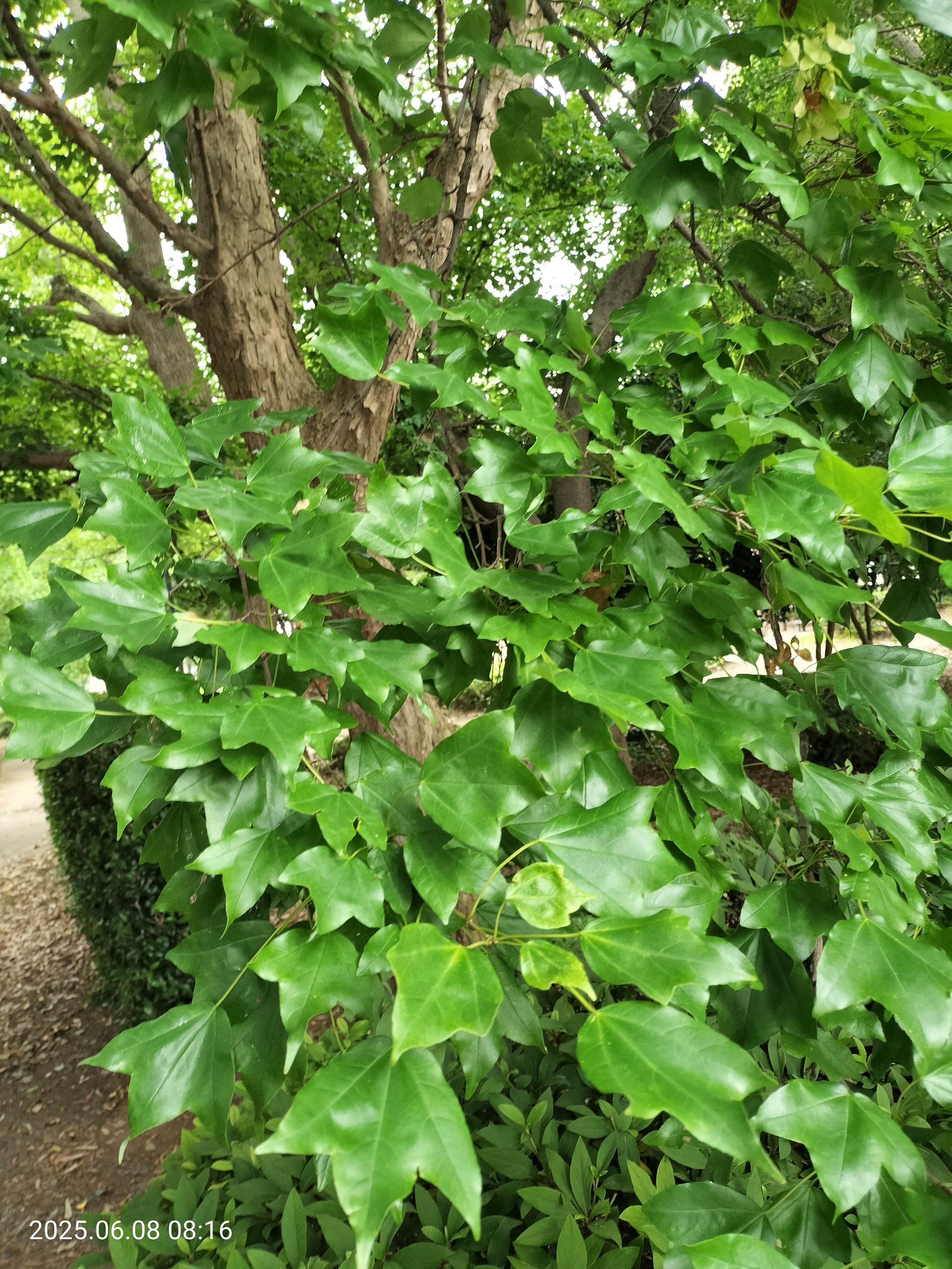 樹木　庭園樹公園樹 25972300_l-2-500x378.jpg