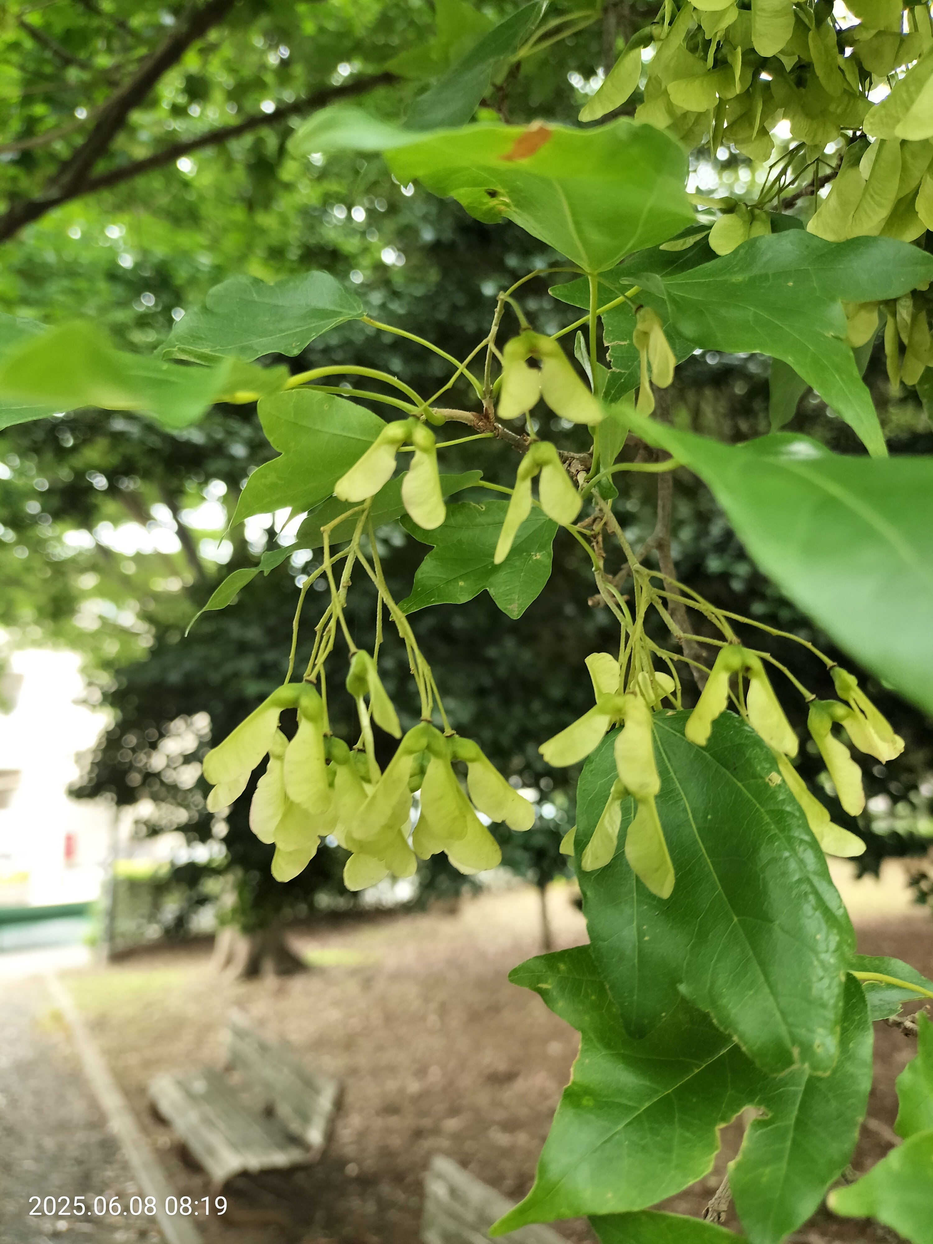 ㉓公園の樹木、名前わかりますか？ ⇒トウカエデ｜katashito