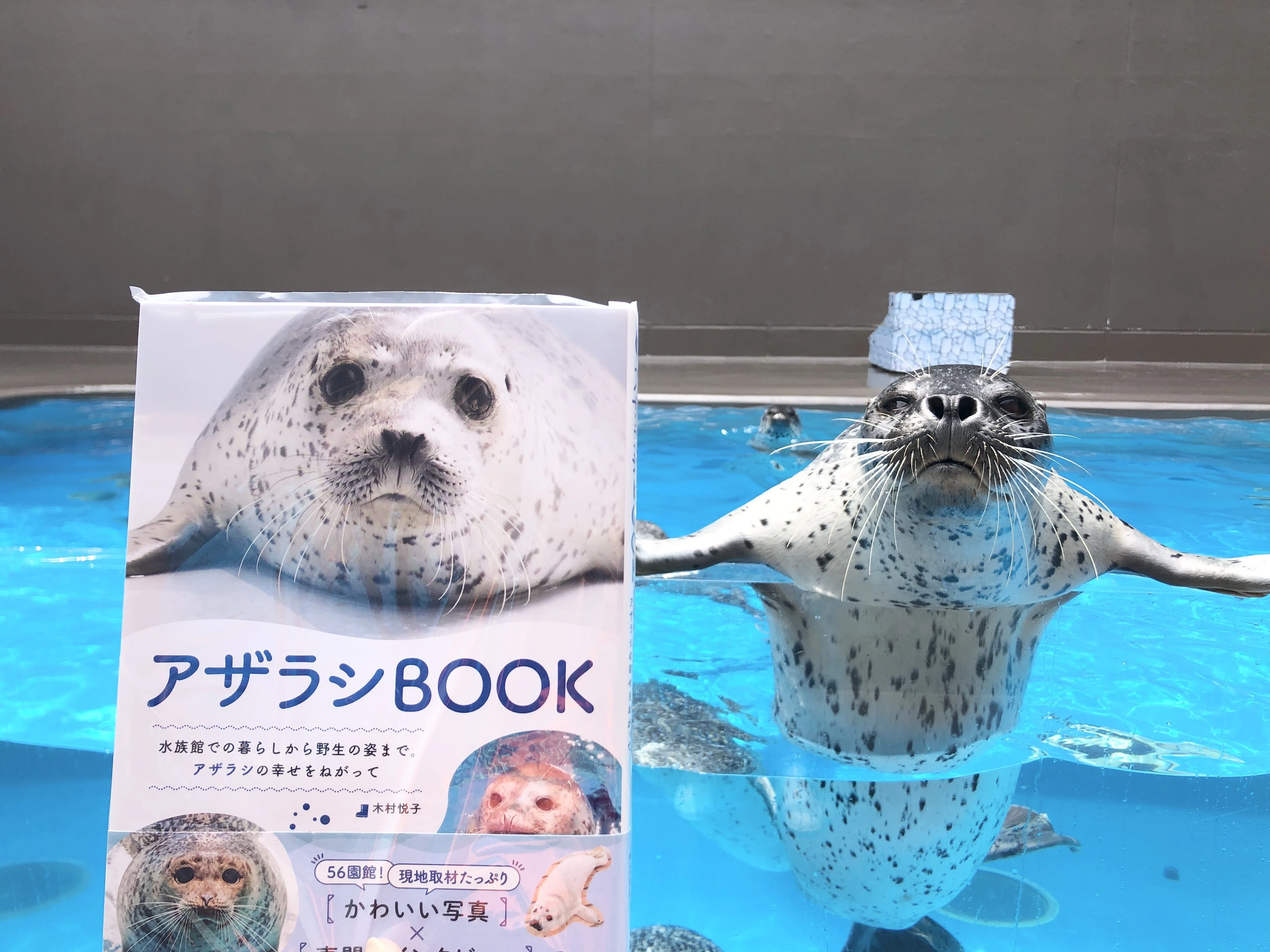 アザラシBOOK』出版記念連載 vol.1】『アザラシBOOK』表紙の美アザラシ