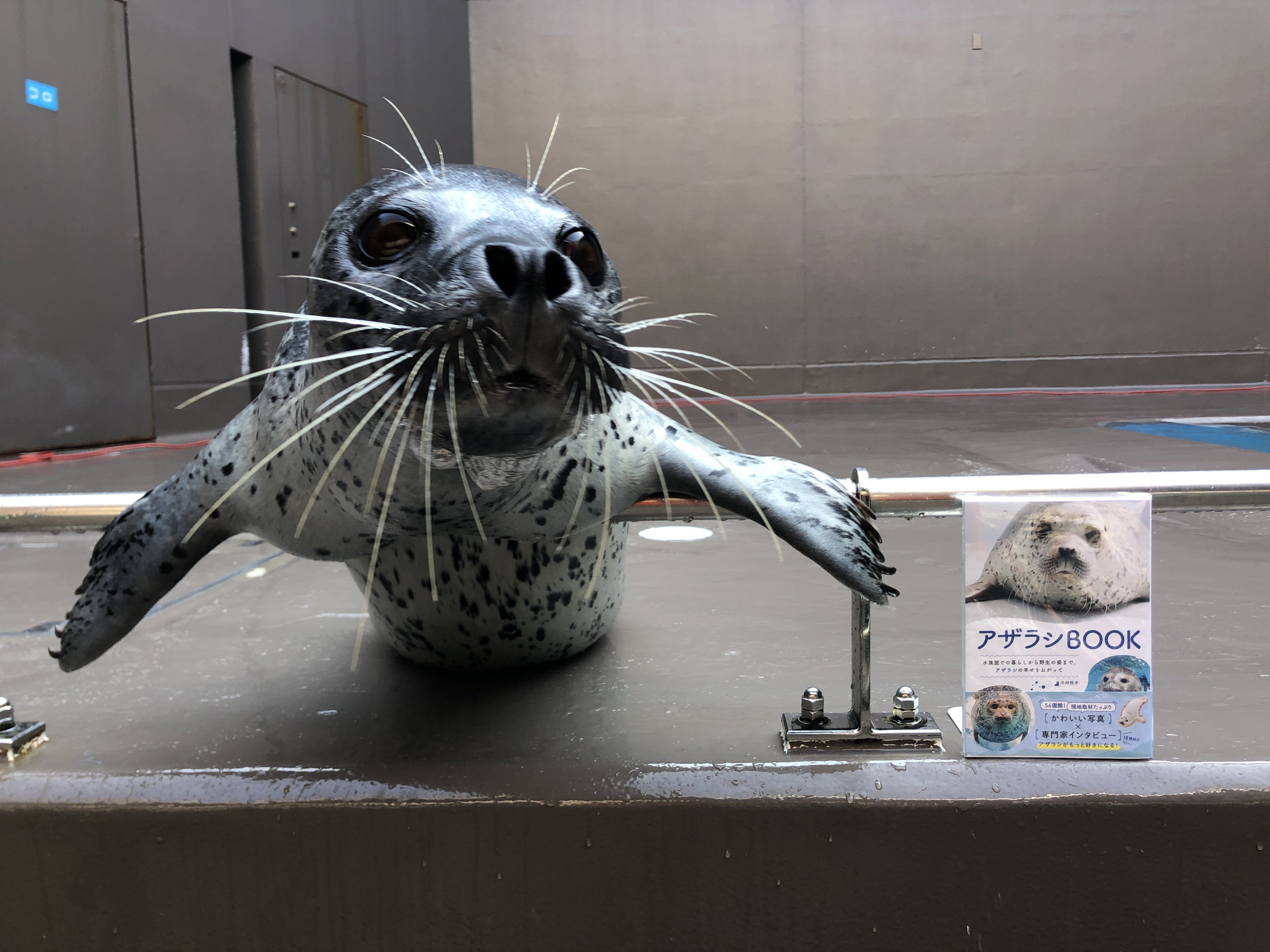 アザラシBOOK』出版記念連載 vol.1】『アザラシBOOK』表紙の美アザラシ