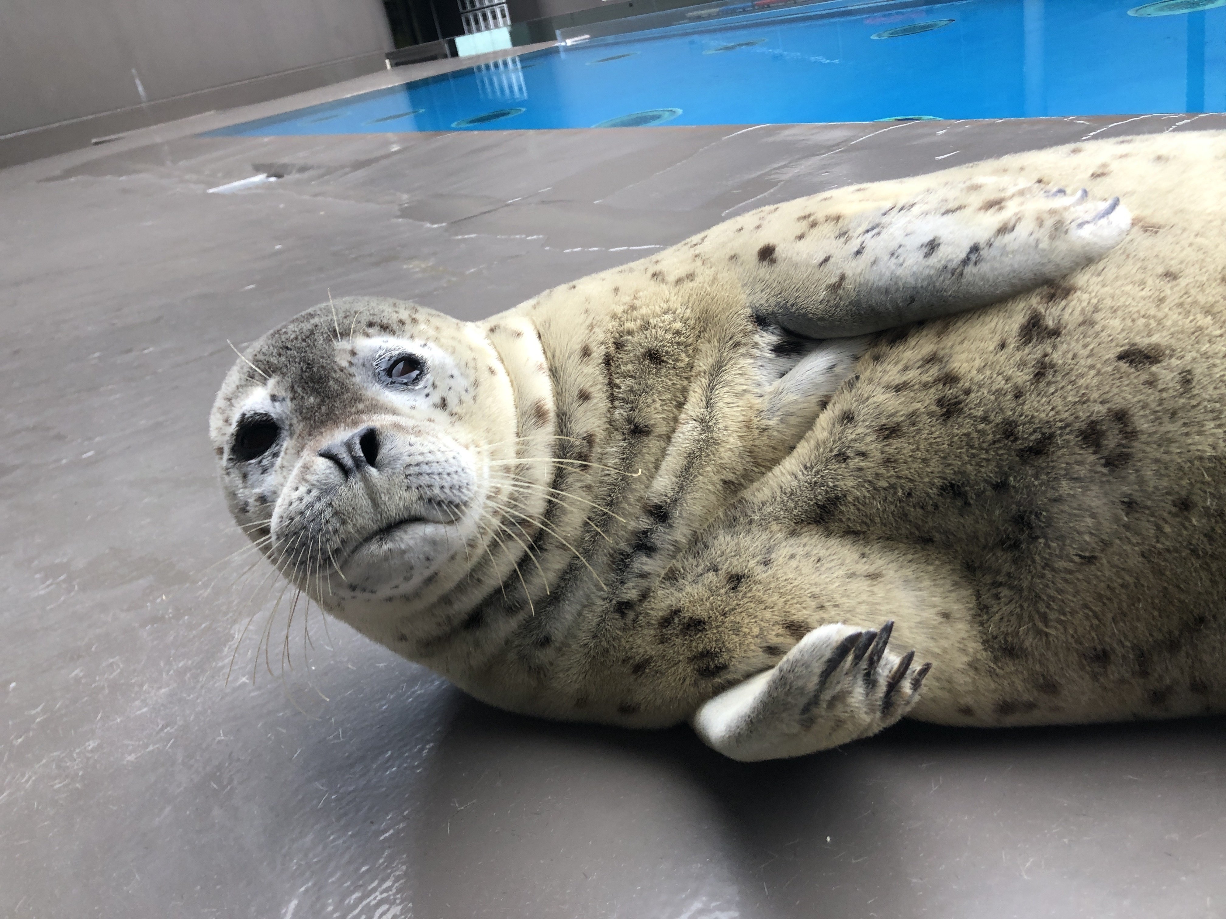 アザラシBOOK』出版記念連載 vol.1】『アザラシBOOK』表紙の美アザラシ