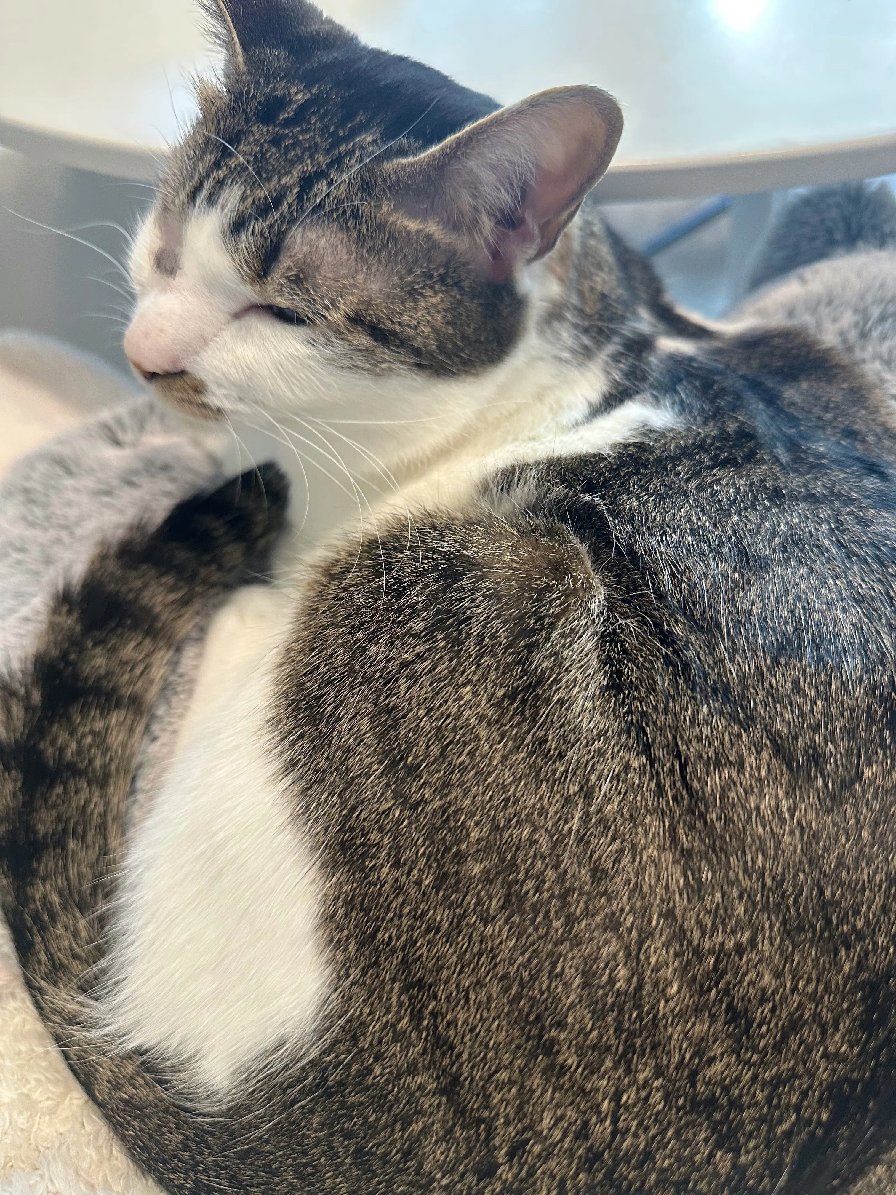 我が家の片目保護ねこちゃんのねこみ2、3回目のバースデ〜〜ᵔᢦᵔ