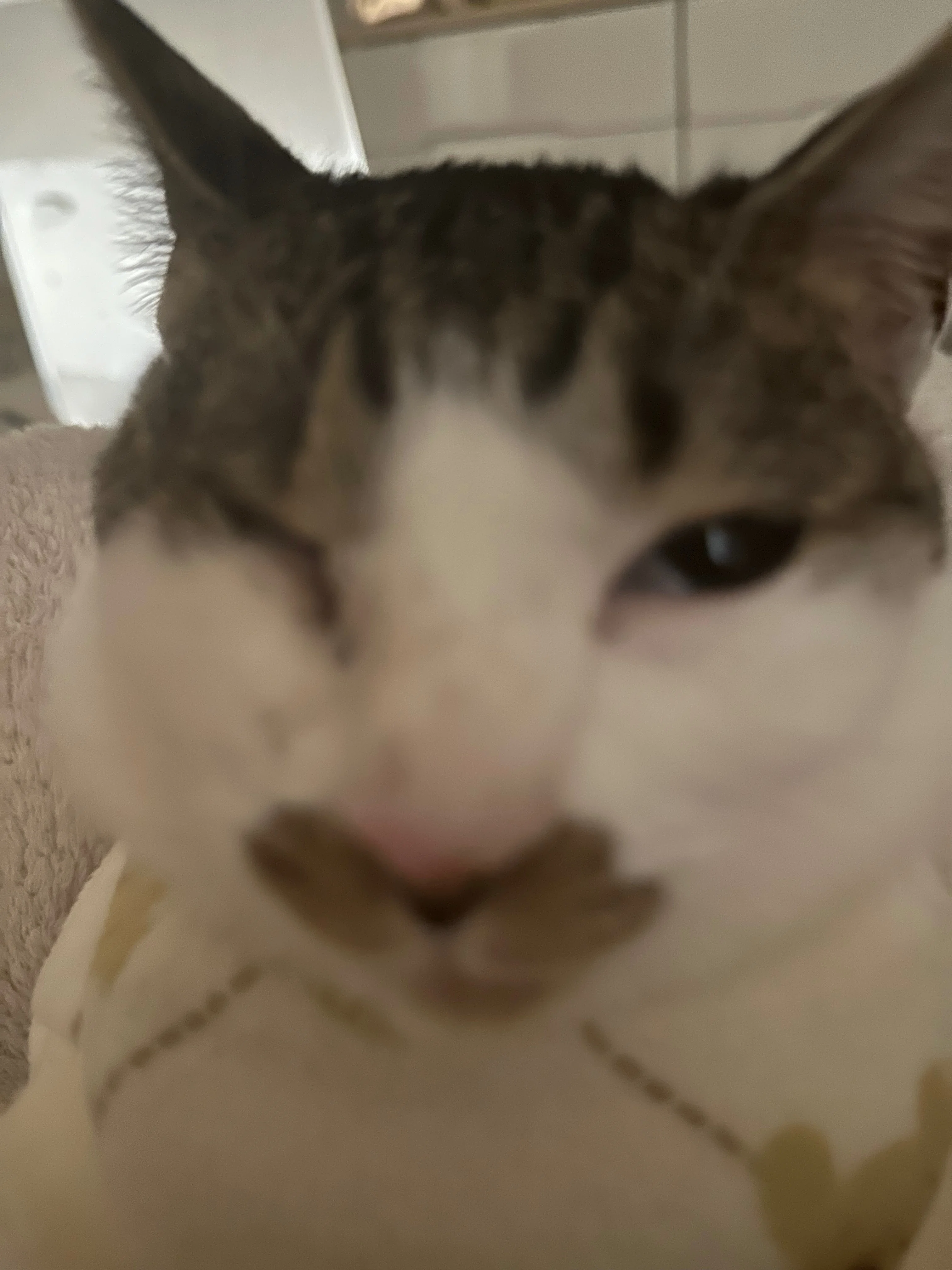 我が家の片目保護ねこちゃんのねこみ2、3回目のバースデ〜〜ᵔᢦᵔ