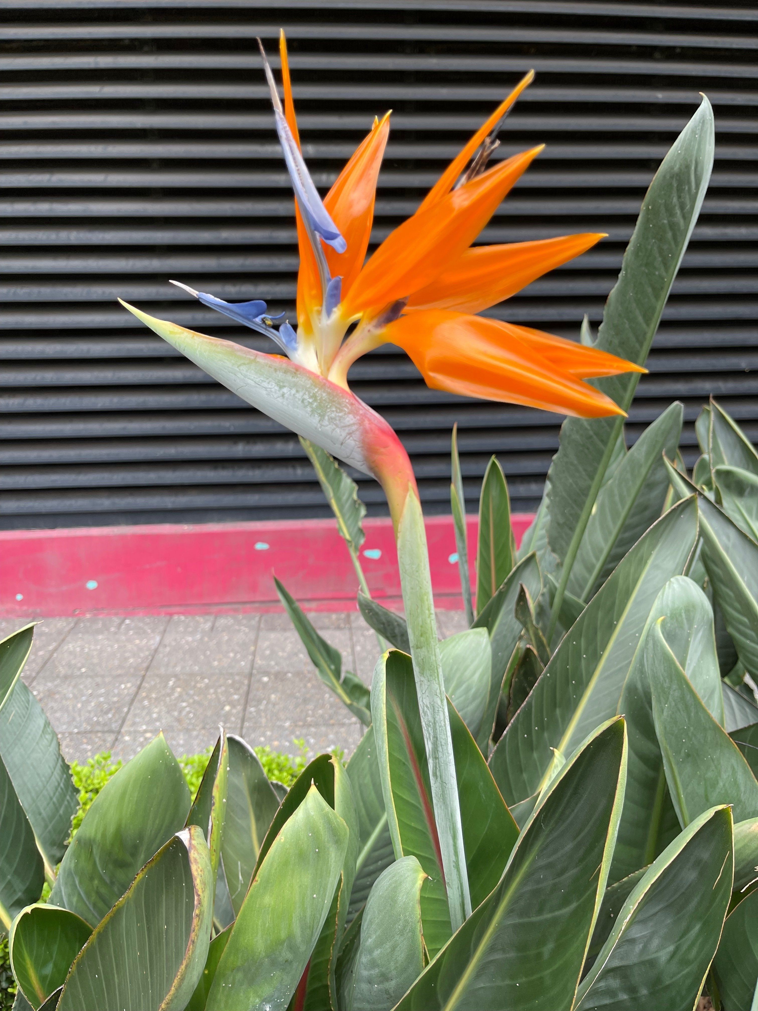 極楽鳥花｜かんのカノン