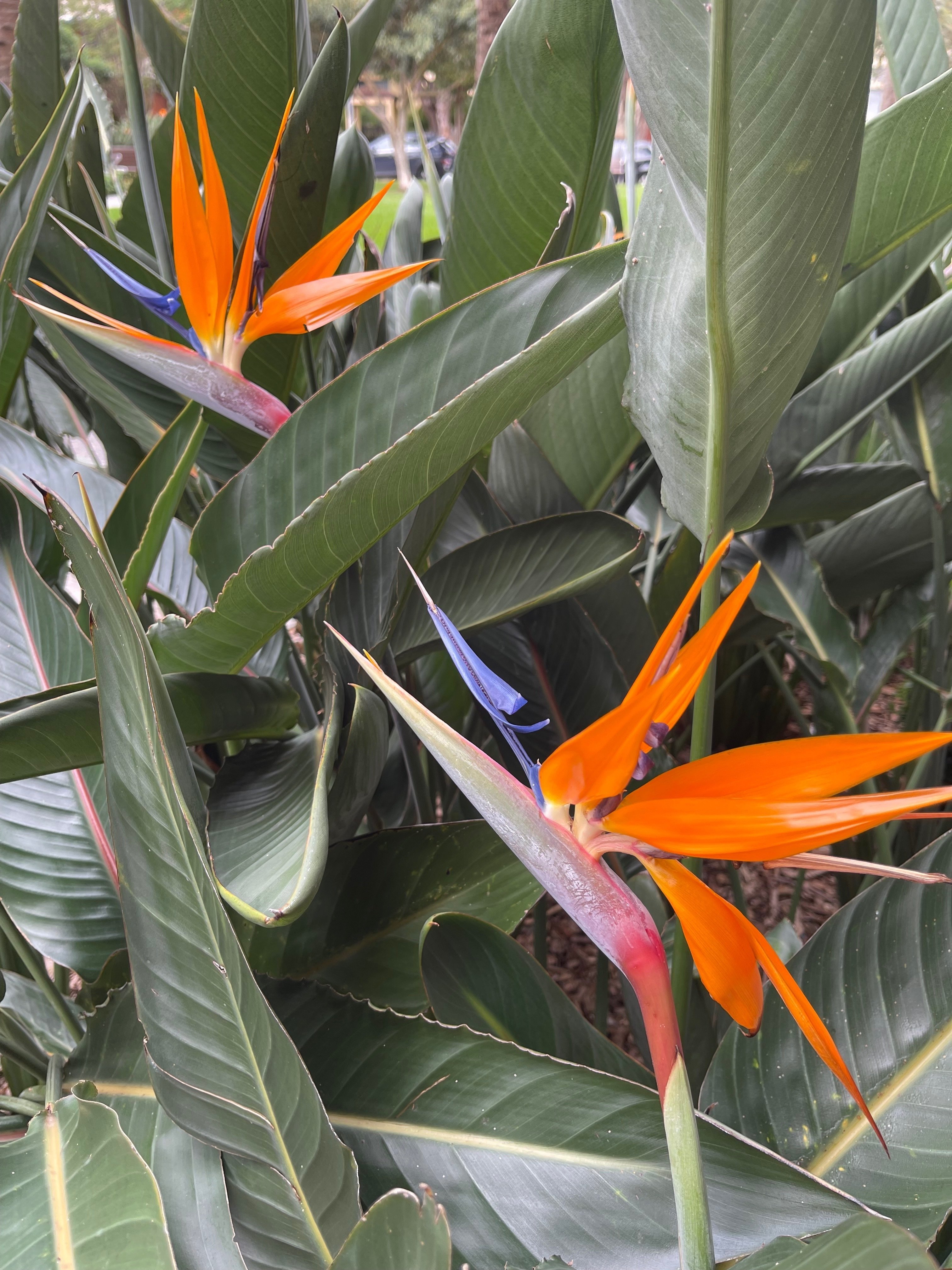 極楽鳥花｜かんのカノン