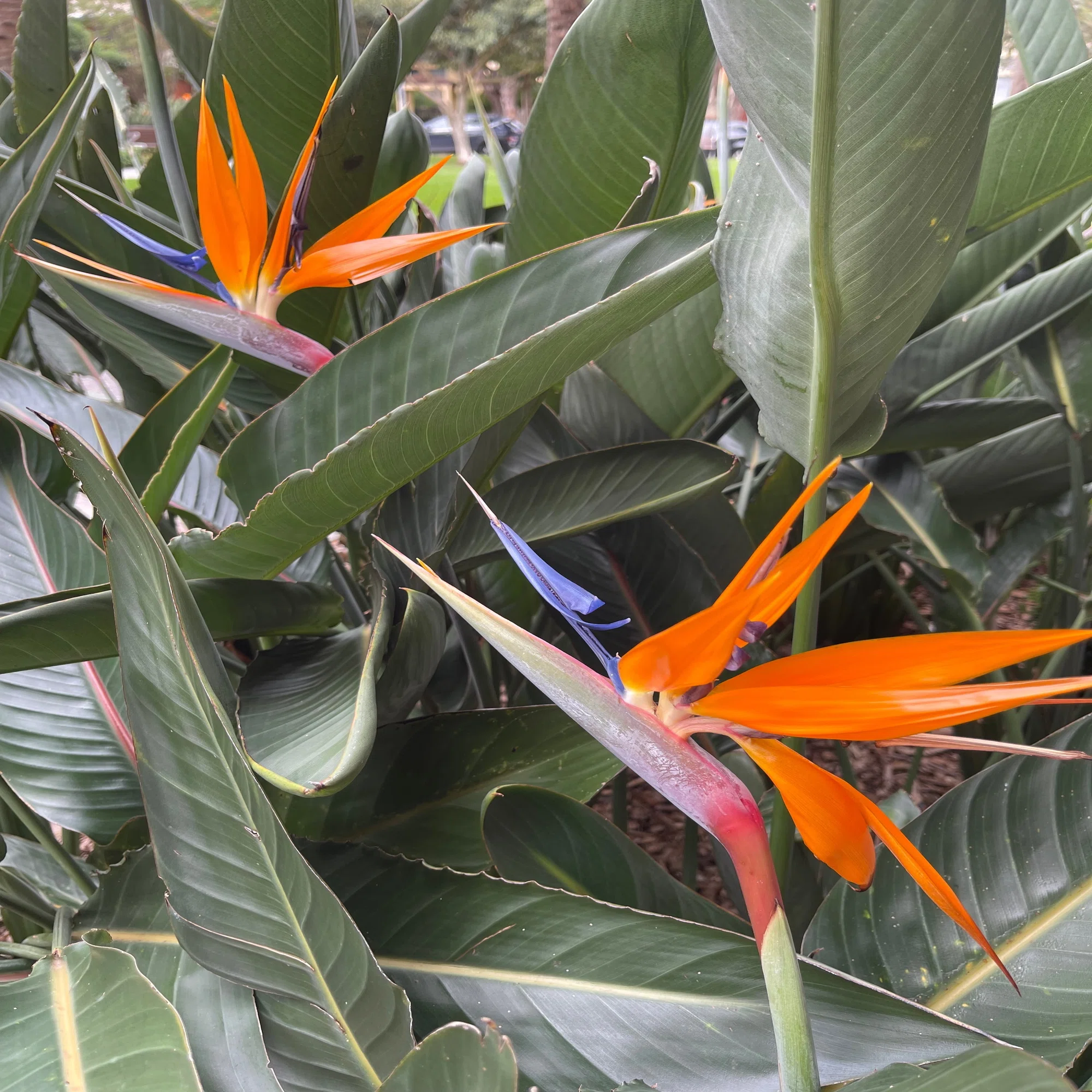 極楽鳥花｜かんのカノン