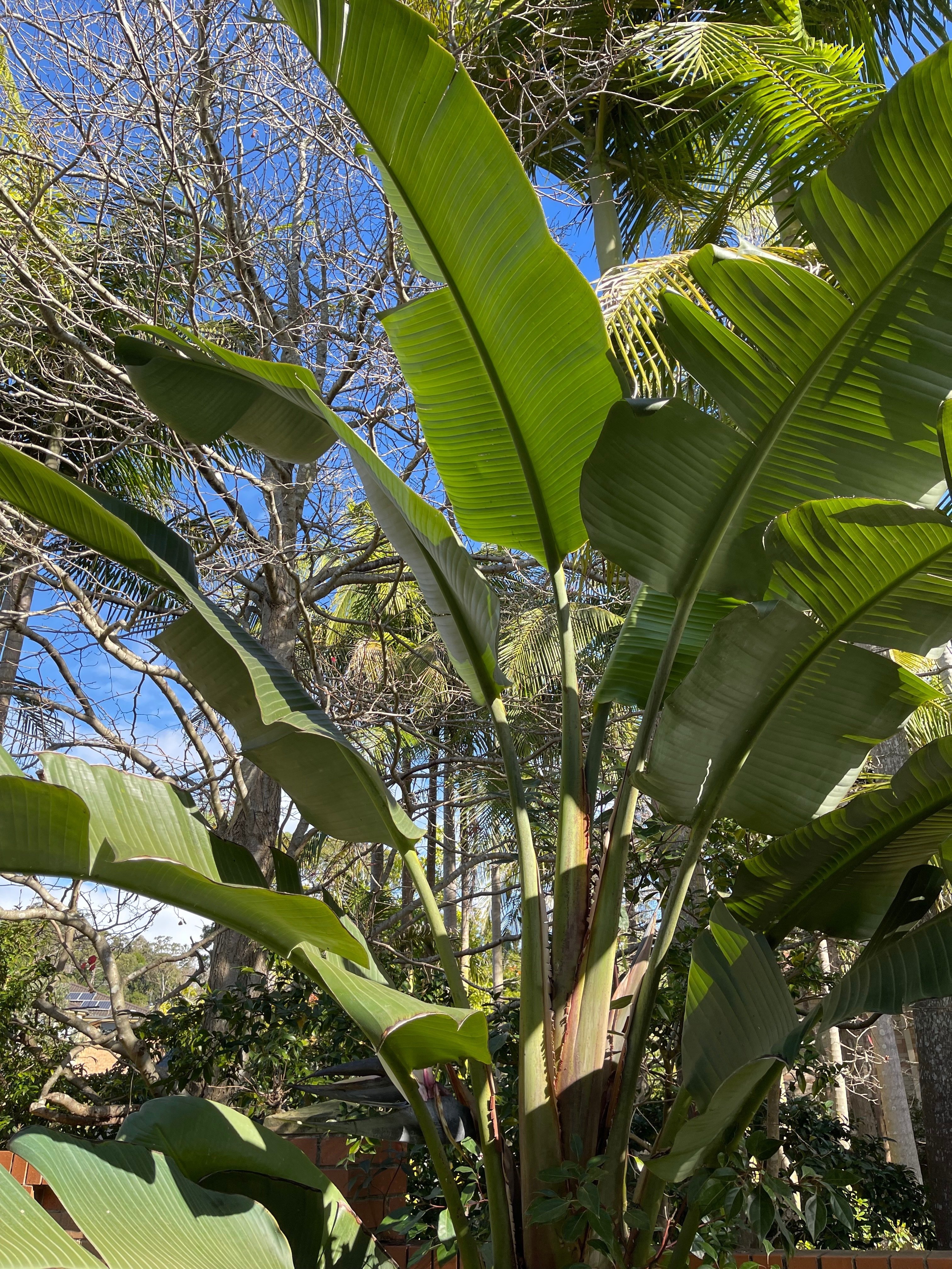 *手渡し限定* 特大極楽鳥 高さ178cm超 観葉植物 手渡し限定* 特大極楽鳥 高さ178cm超 観葉植物