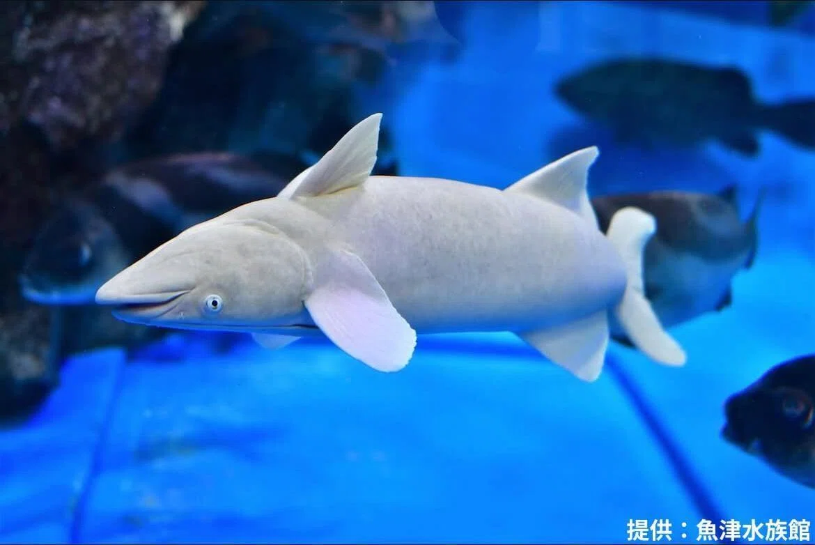 白砡　魚　置物　2g 東S8-0529☆2F 寿司DAO発のキャラクター作り開始！｜【公式】寿司といえば富山DAO