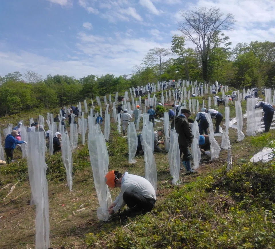 苫小牧の社有林で第74回植樹祭を開催しました!|王子グループ コミュニケーションフィールド 「OJI TODAY」