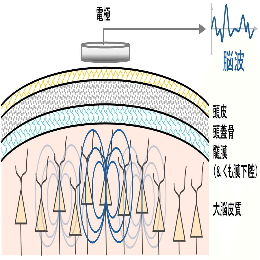 脳・生体データの解析と可視化: EEGとは？｜アラヤシキ │ アラヤ公式note