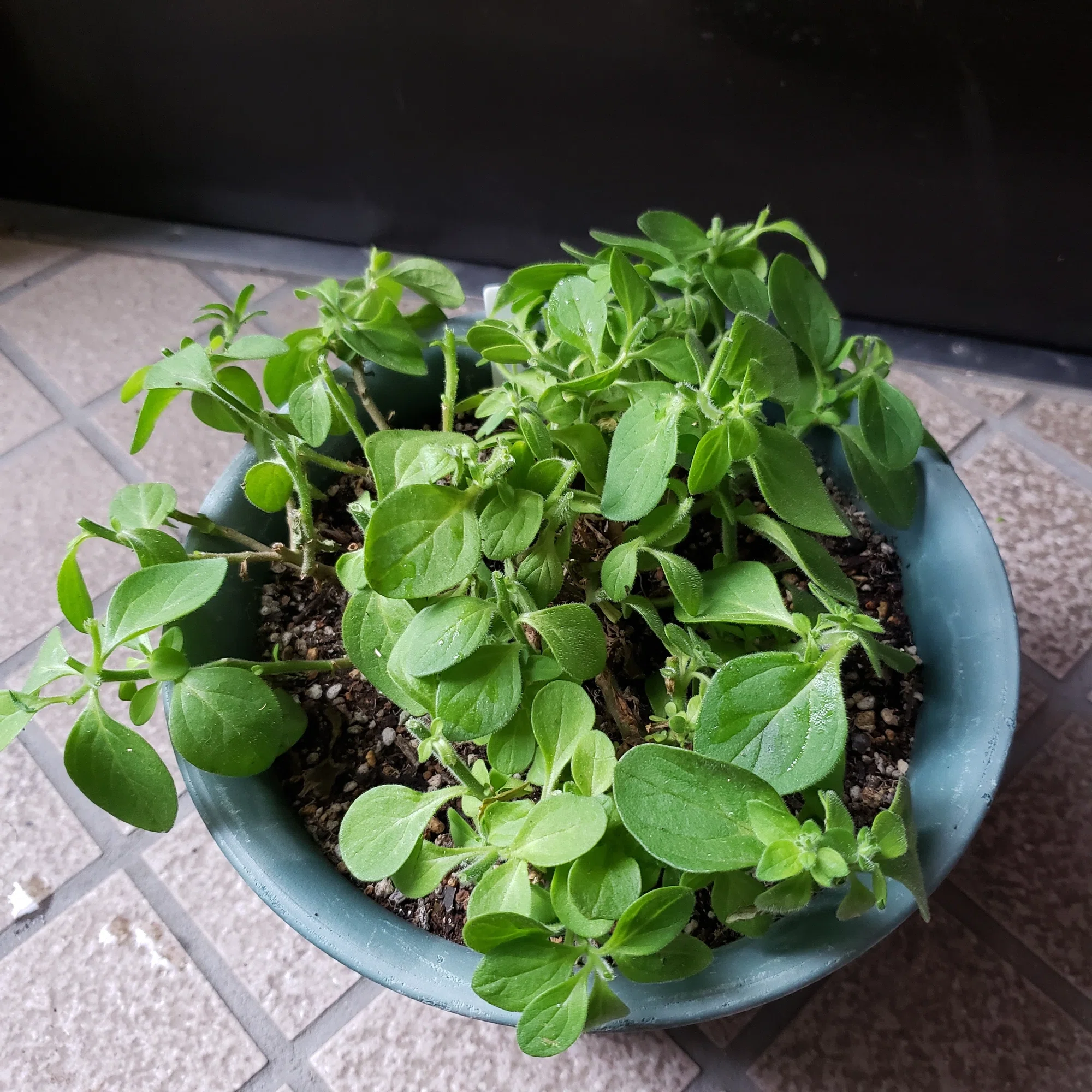 久々のサフィニア・スーパーチュニアの切り戻し＆挿し芽作業｜りっか