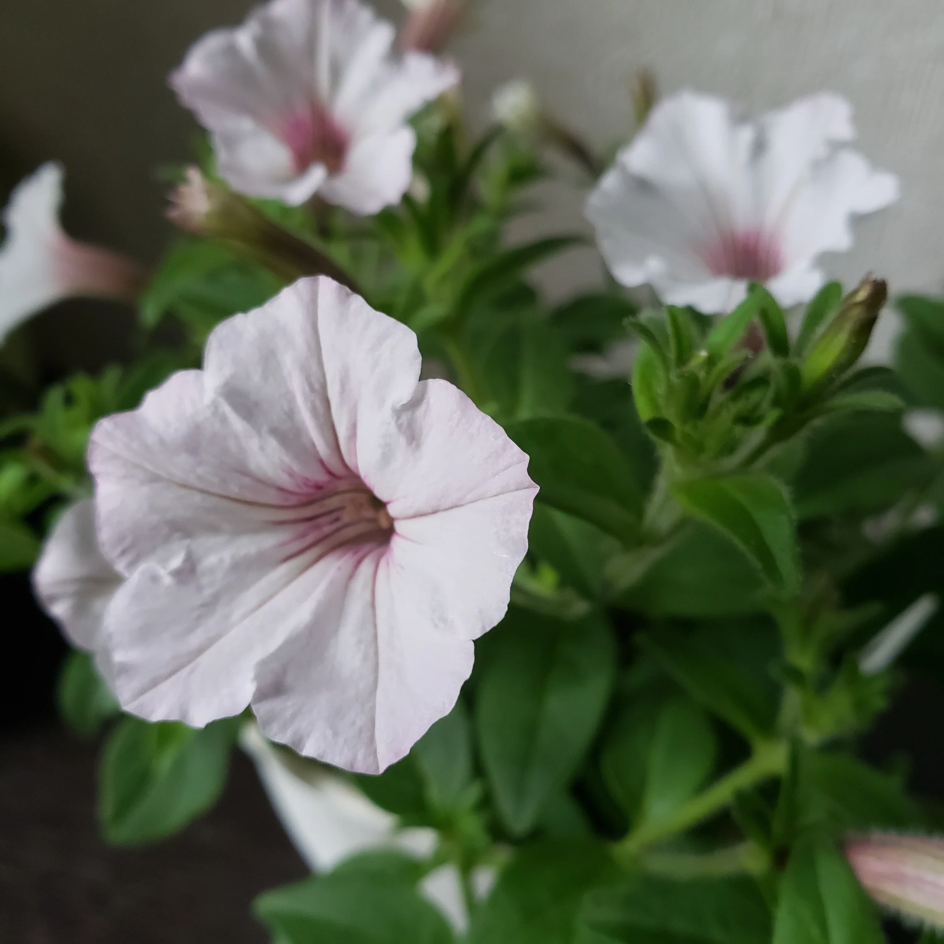 久々のサフィニア・スーパーチュニアの切り戻し＆挿し芽作業｜りっか