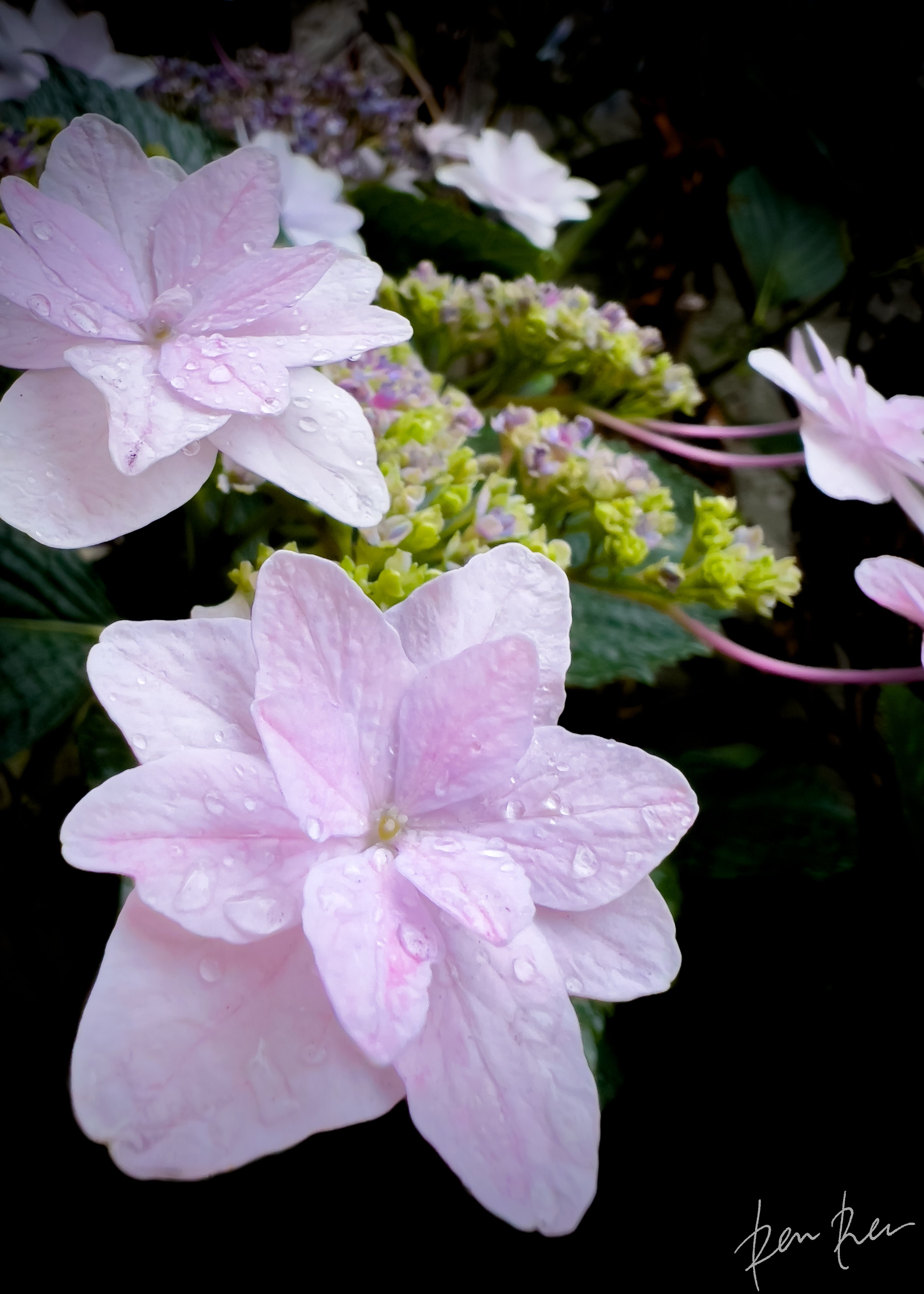 くし　旧蔵　紗音　蓮の花 くし 旧蔵 紗音 蓮の花 - その他