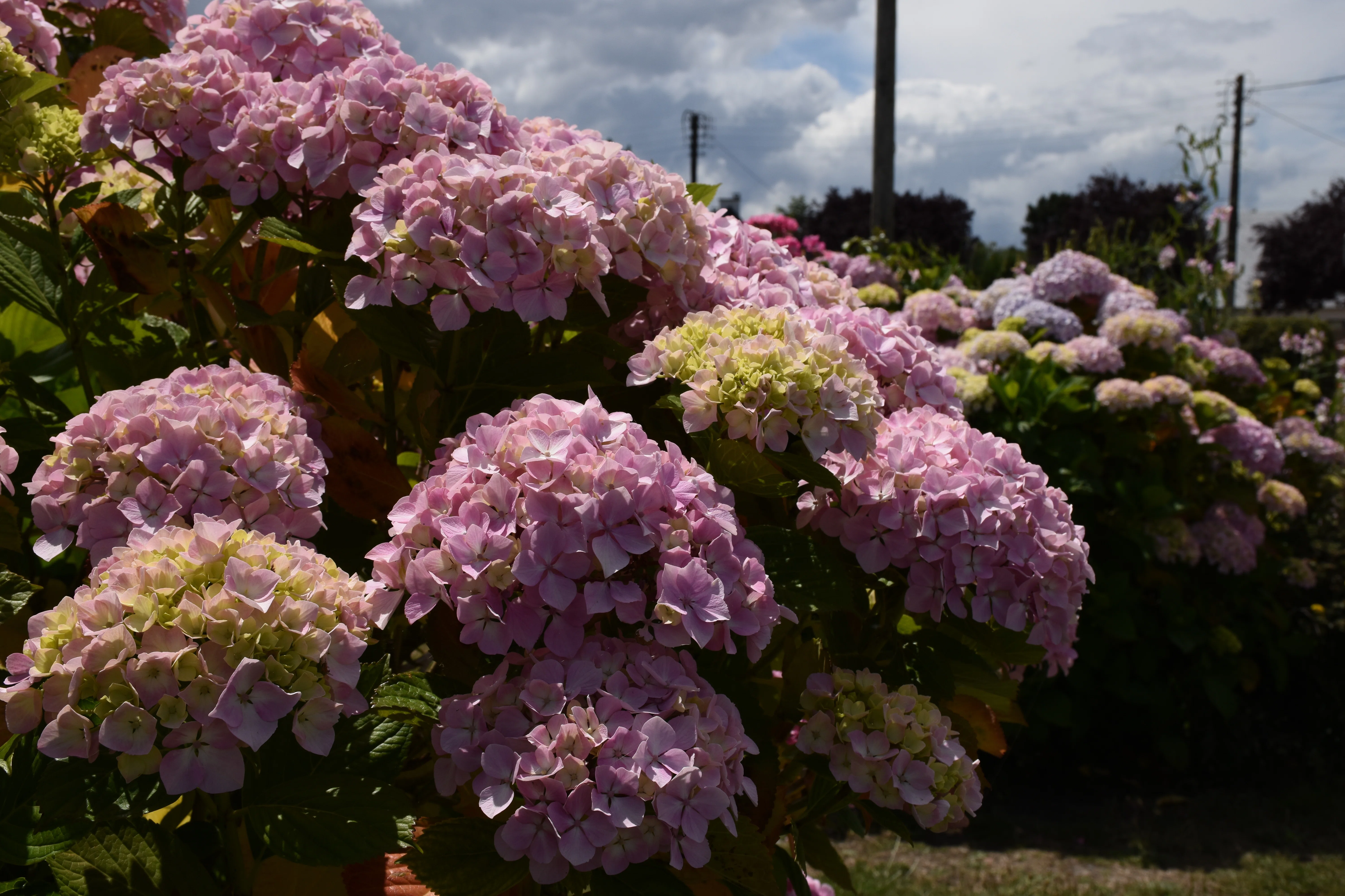 ブルターニュと紫陽花 Les hortensias (Hydrangea)｜Kanna