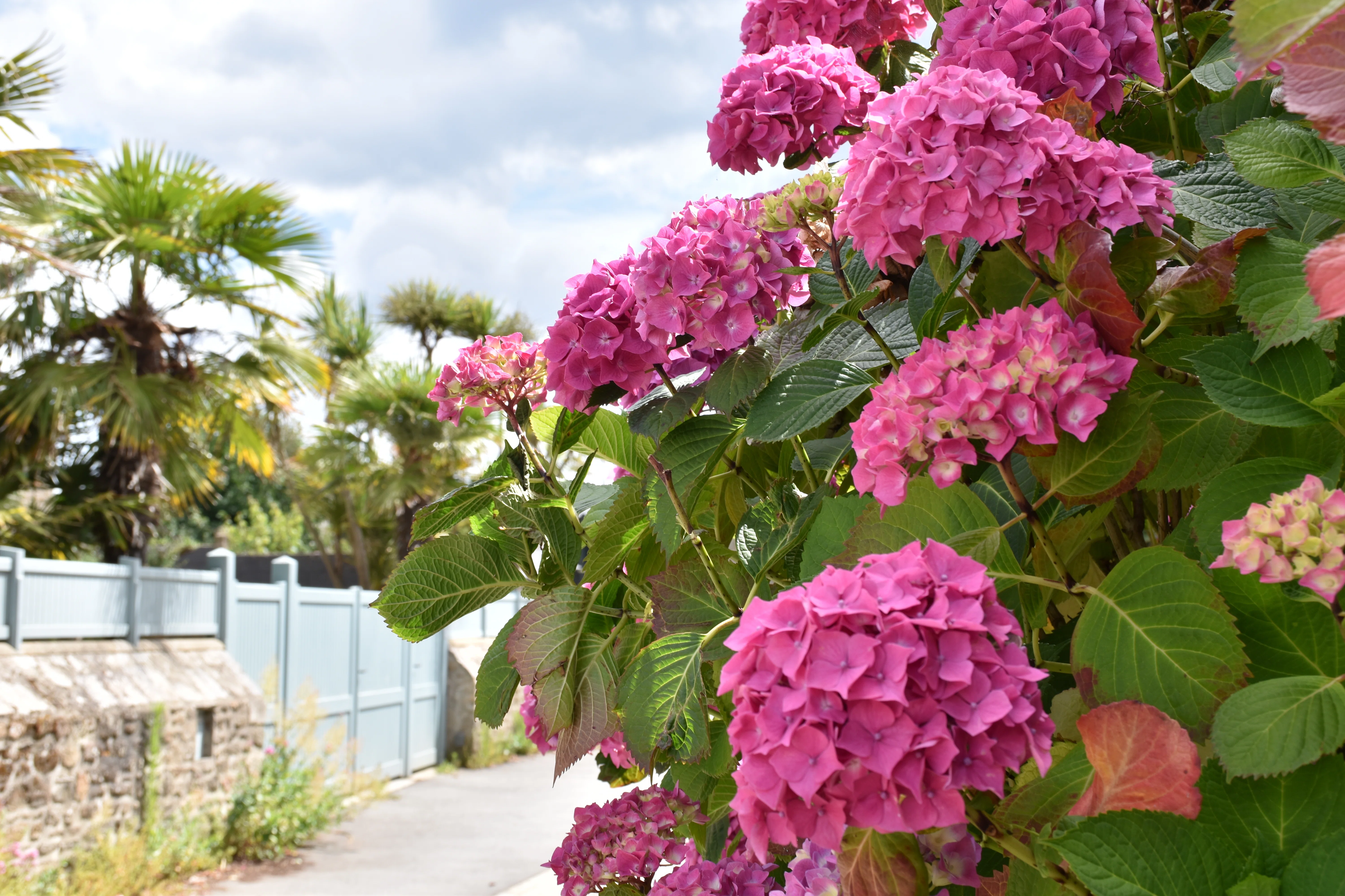 ブルターニュと紫陽花 Les hortensias (Hydrangea)｜Kanna