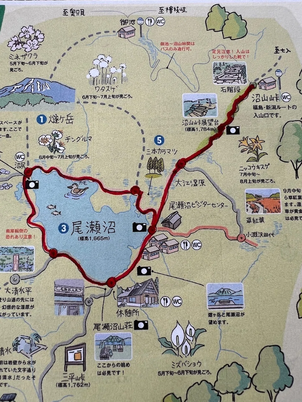 尾瀬の水芭蕉 2025一人旅〜尾瀬沼巡り〜｜ミント