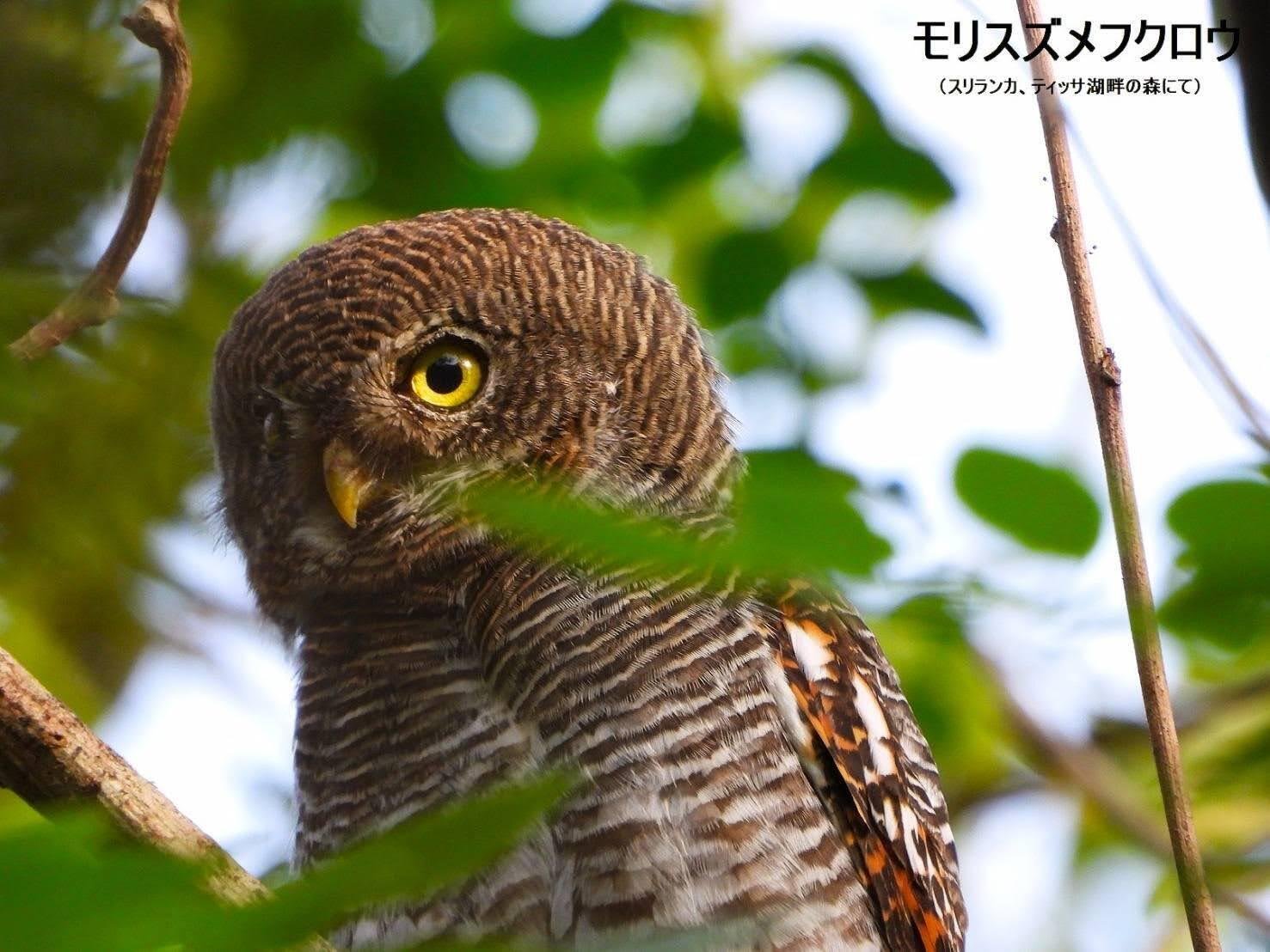 スリランカ探鳥記24 フクロウ特集｜一羽一会(いちわいちえ)/野鳥
