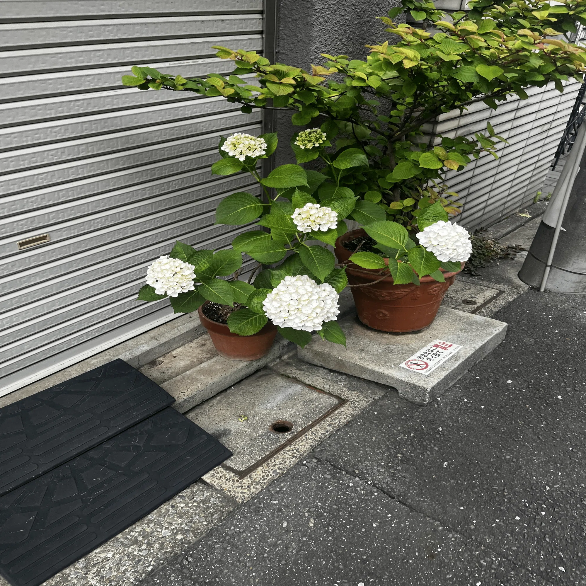 43 梅雨はご褒美 大岡山紫陽花マップ｜おおお知るまちプロジェクト
