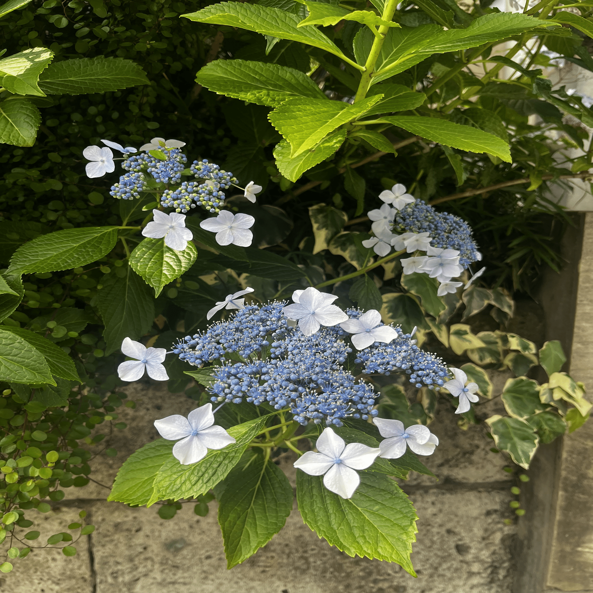 43 梅雨はご褒美 大岡山紫陽花マップ｜おおお知るまちプロジェクト