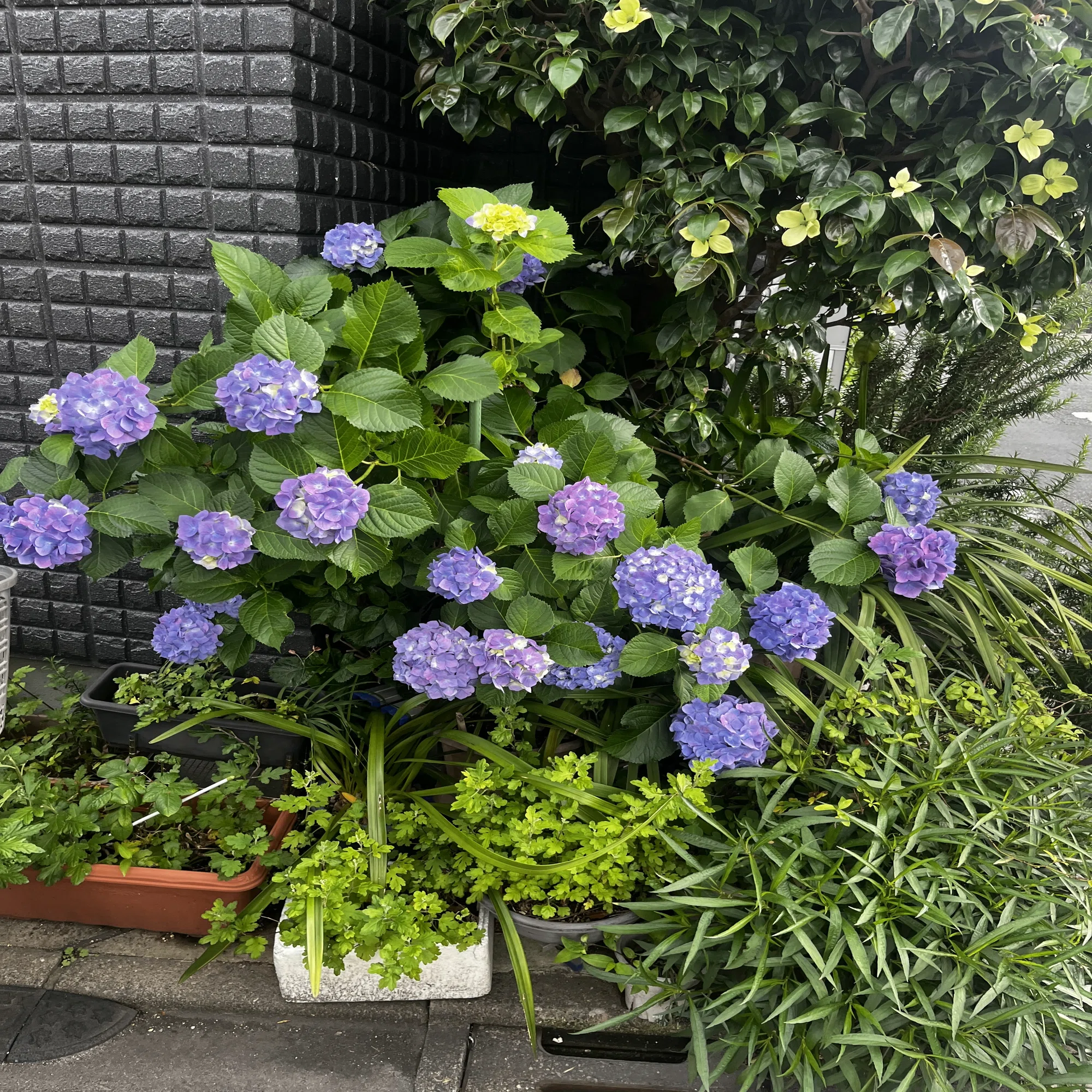 43 梅雨はご褒美 大岡山紫陽花マップ｜おおお知るまちプロジェクト
