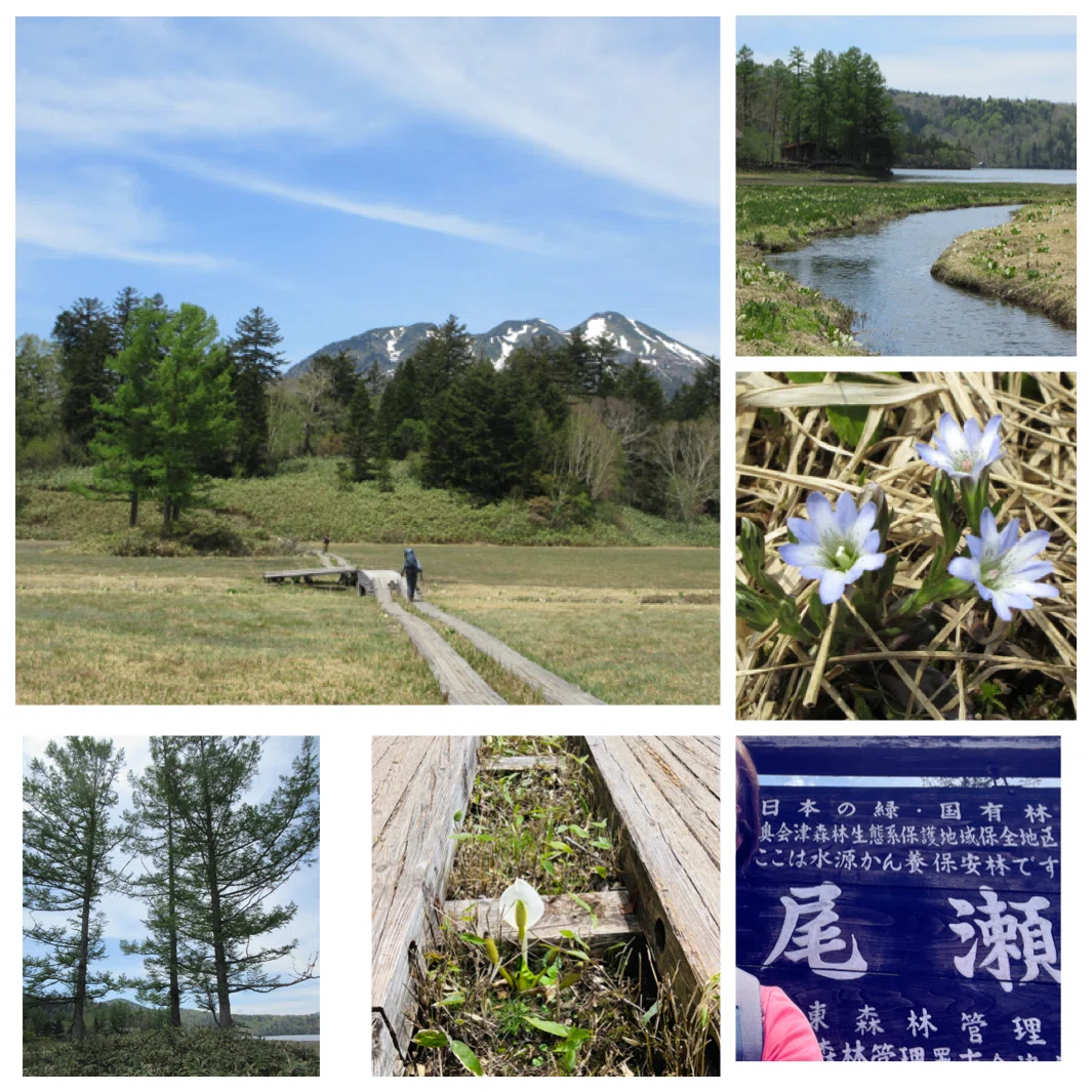 尾瀬の水芭蕉 2025一人旅〜尾瀬沼巡り〜｜ミント