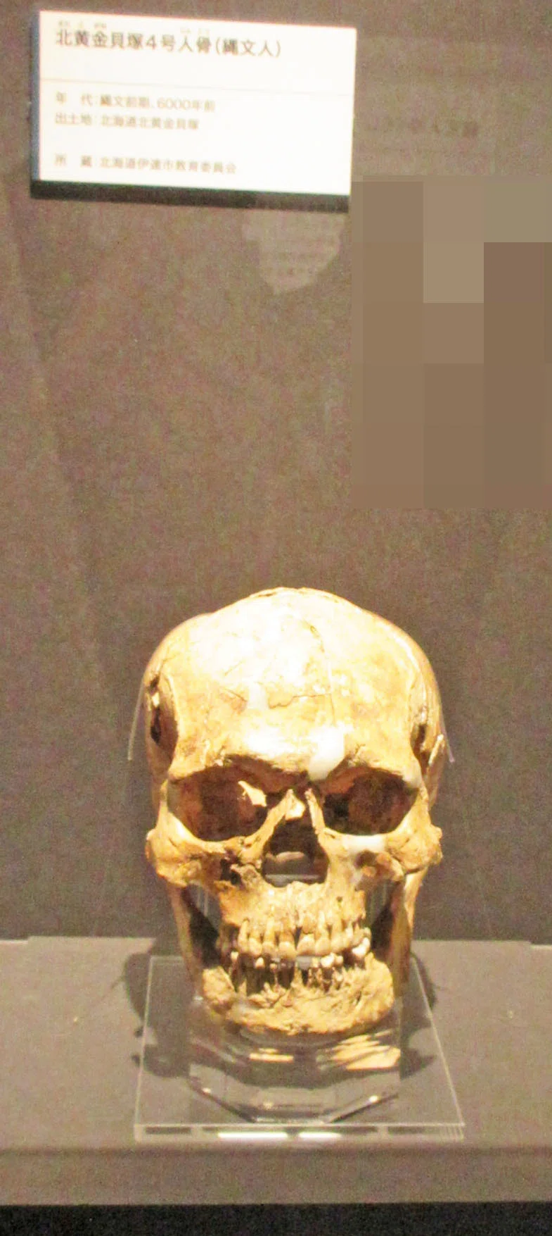 第6章 北の大地の人々：特別展「古代DNA－日本人のきた道－」見聞録