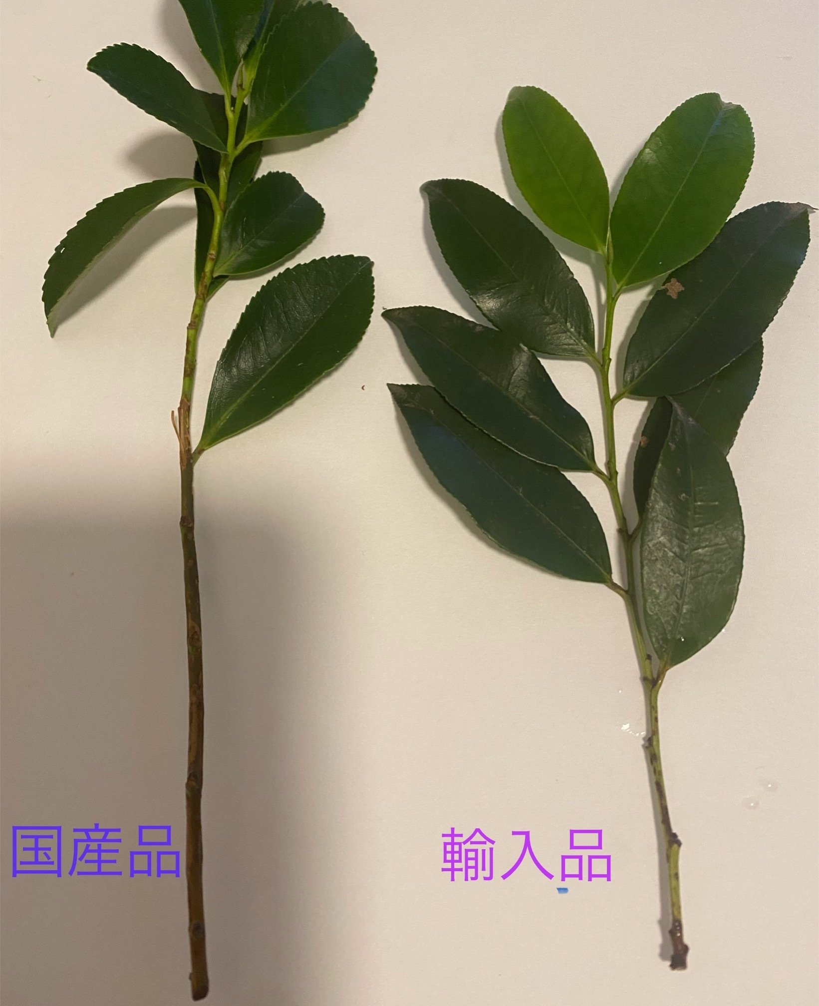 千年樹香〜神木の浄化力〜 沈香 香樹林 | お線香・お香の玉初堂