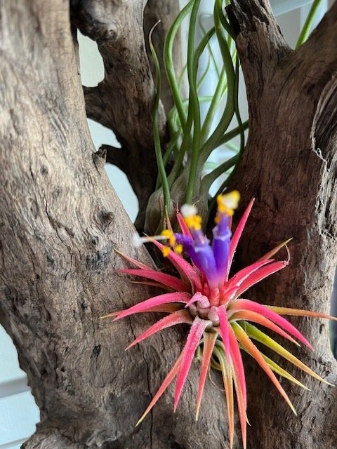 ティランジア・イオナンタが開花！｜風花（ふうか）