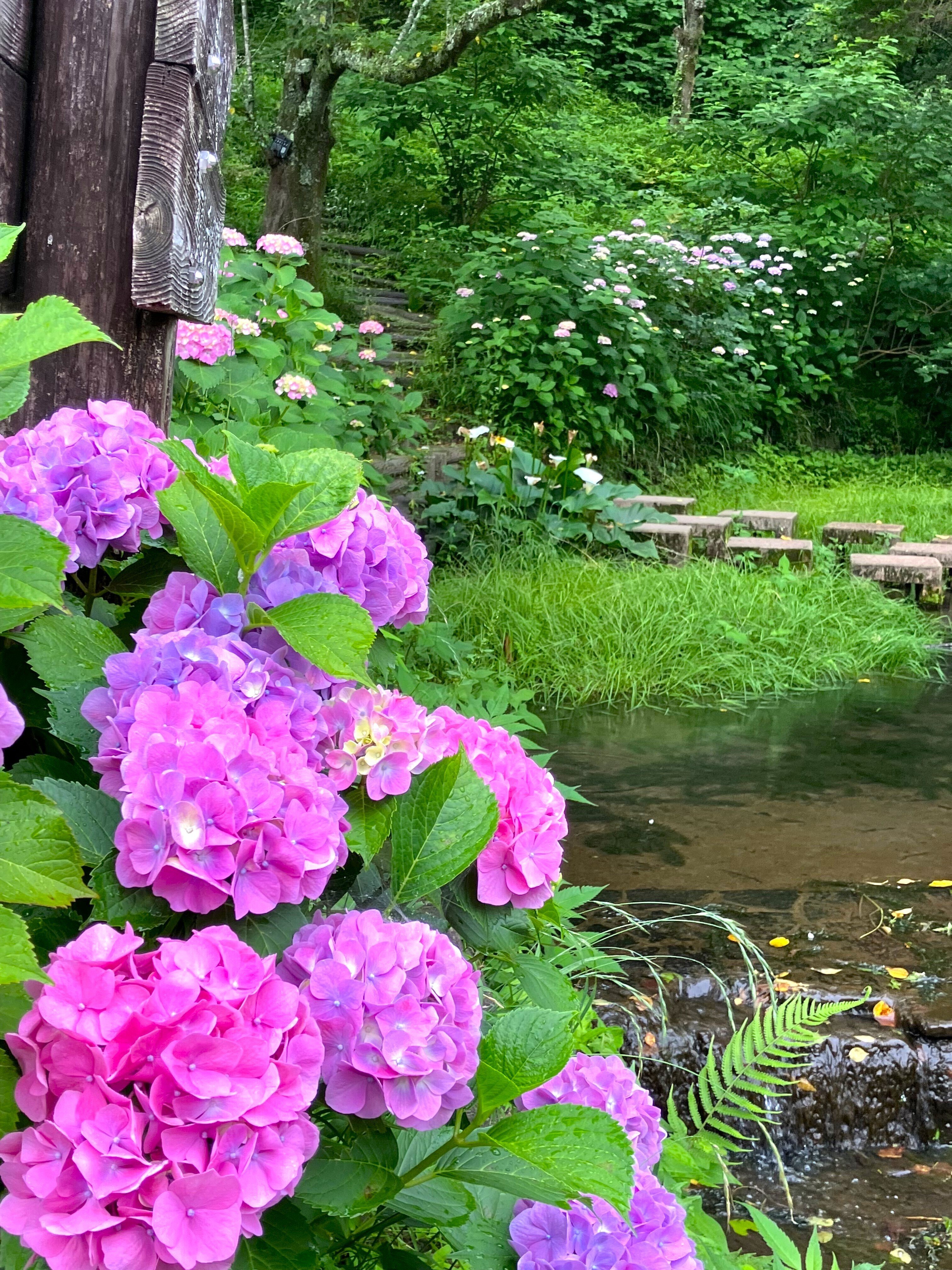 蓮華寺池公園 花だより ～アジサイ～｜静岡県藤枝市 花と緑の課