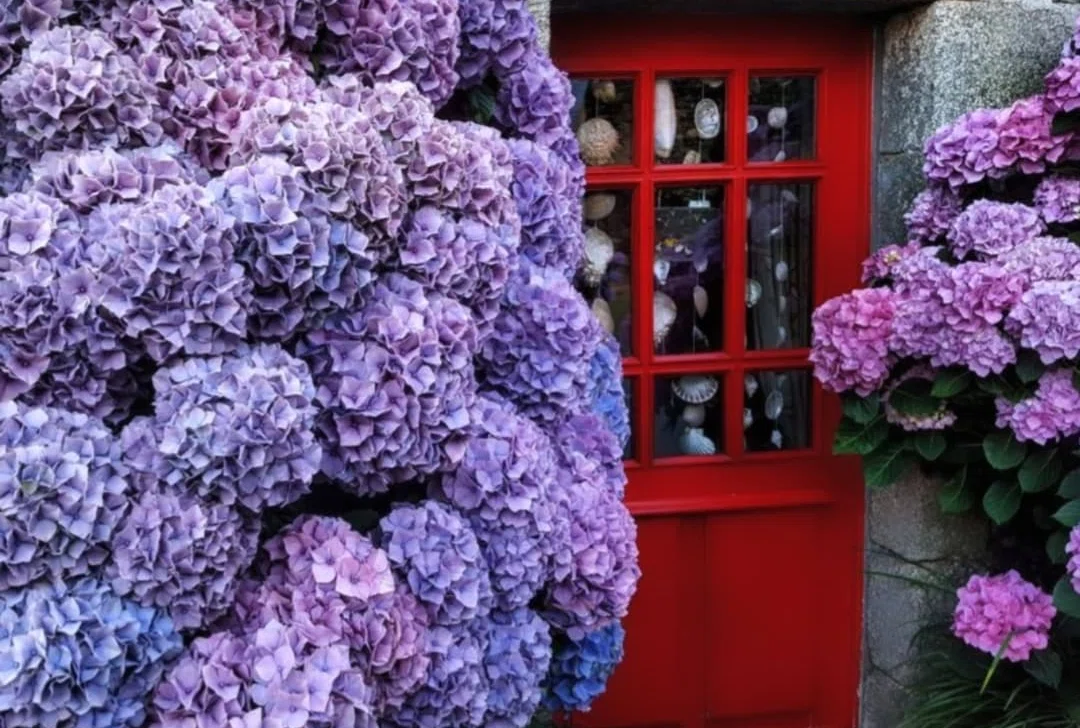ブルターニュと紫陽花 Les hortensias (Hydrangea)｜Kanna