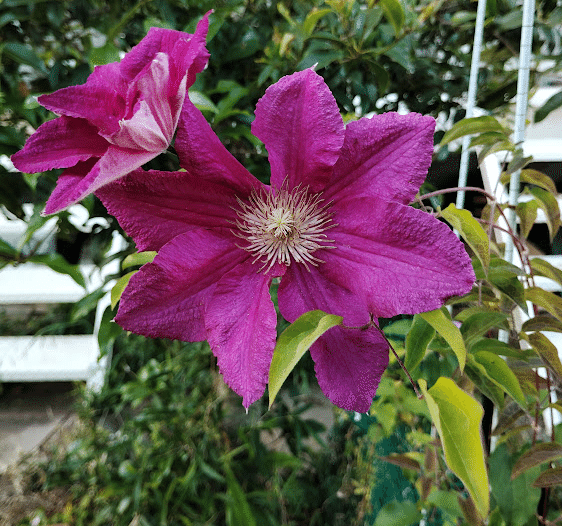 クレマチスの挿し木の仕方、育て方(のリンク先)を纏めておく | ナス