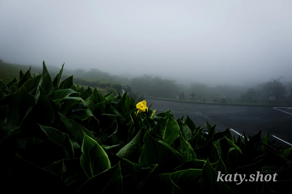 [Must-See for Camera Beginners] It's Raining This Morning! Challenging ...