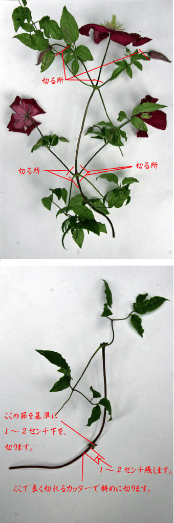 クレマチスの挿し木の仕方、育て方(のリンク先)を纏めておく | ナス