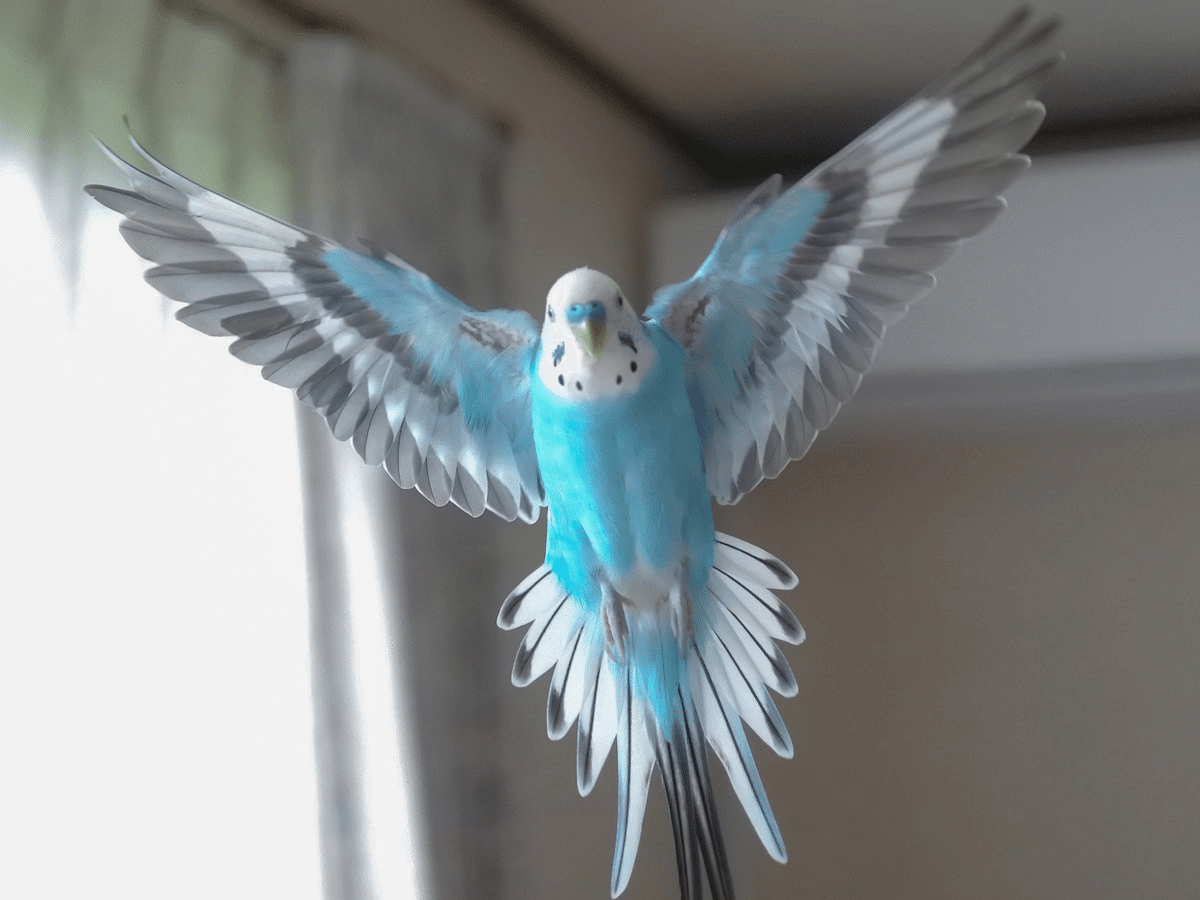 💛セキセイインコ🩷｜kaorin